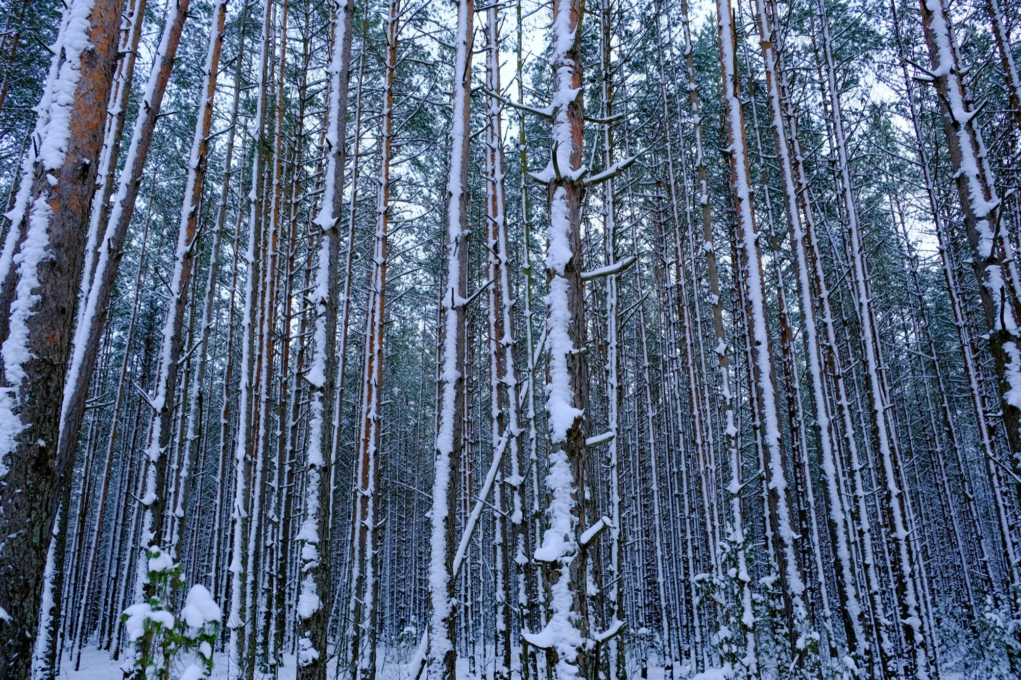 Aerial photograph — Belarus — Earthly