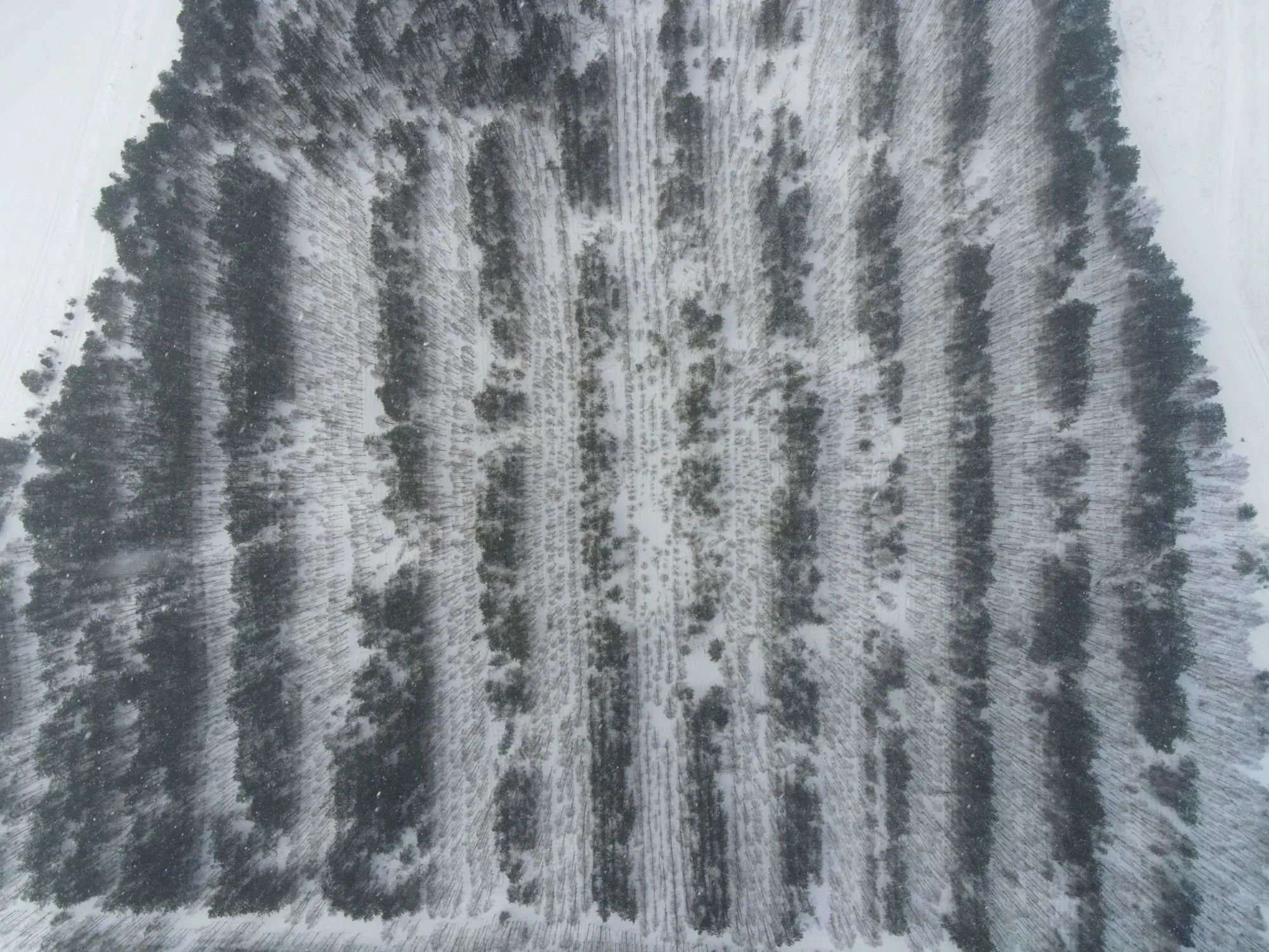 Aerial photograph — Belarus — Earthly