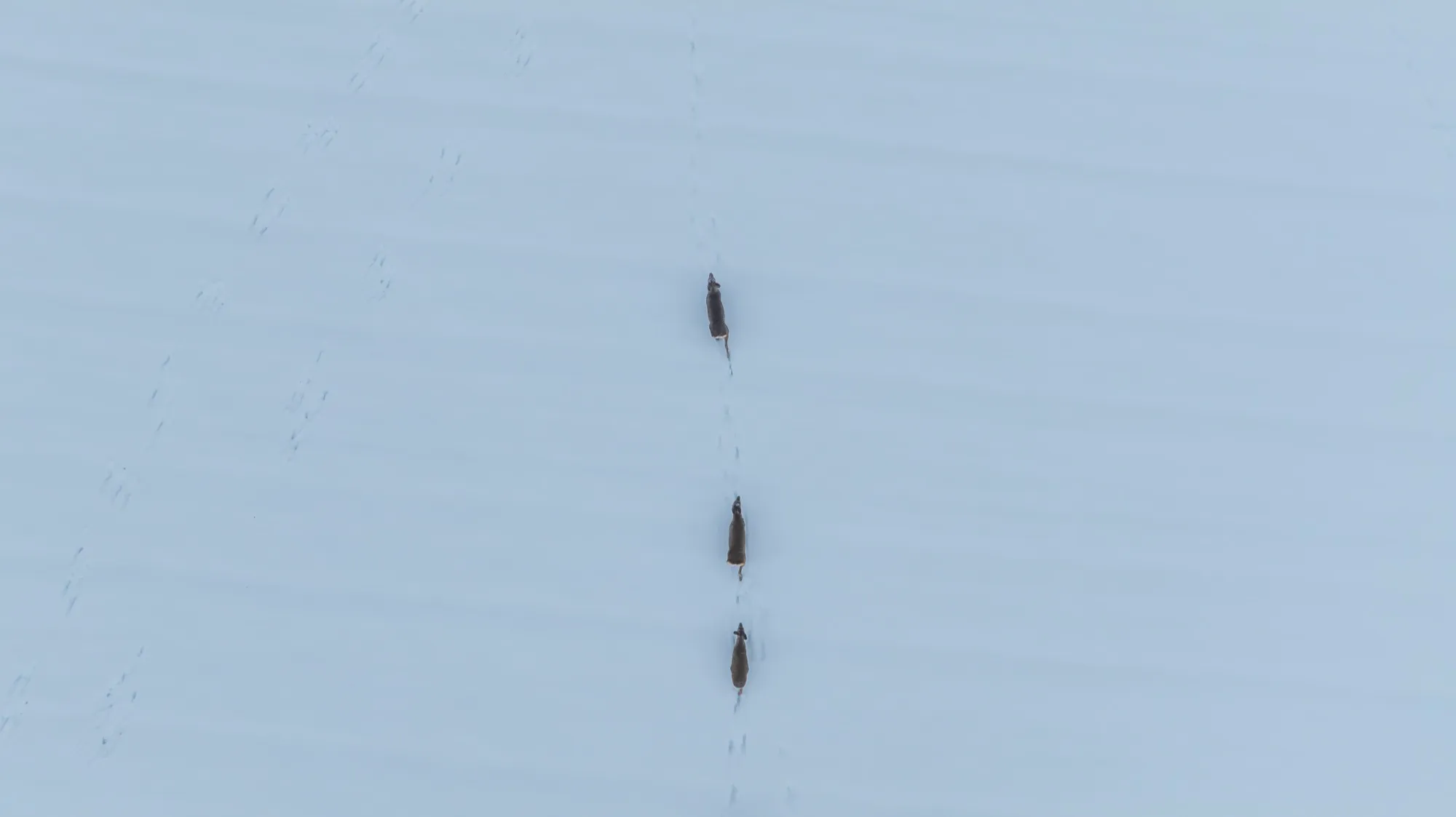 Aerial photograph — Belarus — Earthly