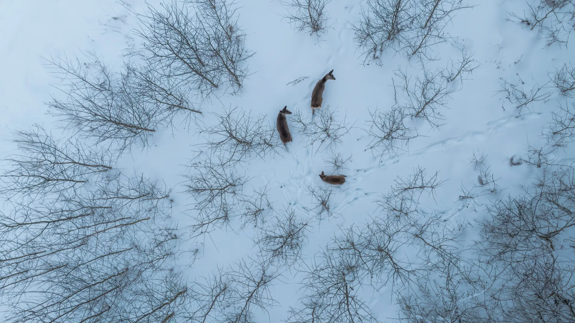 Aerial photograph — Belarus — Earthly