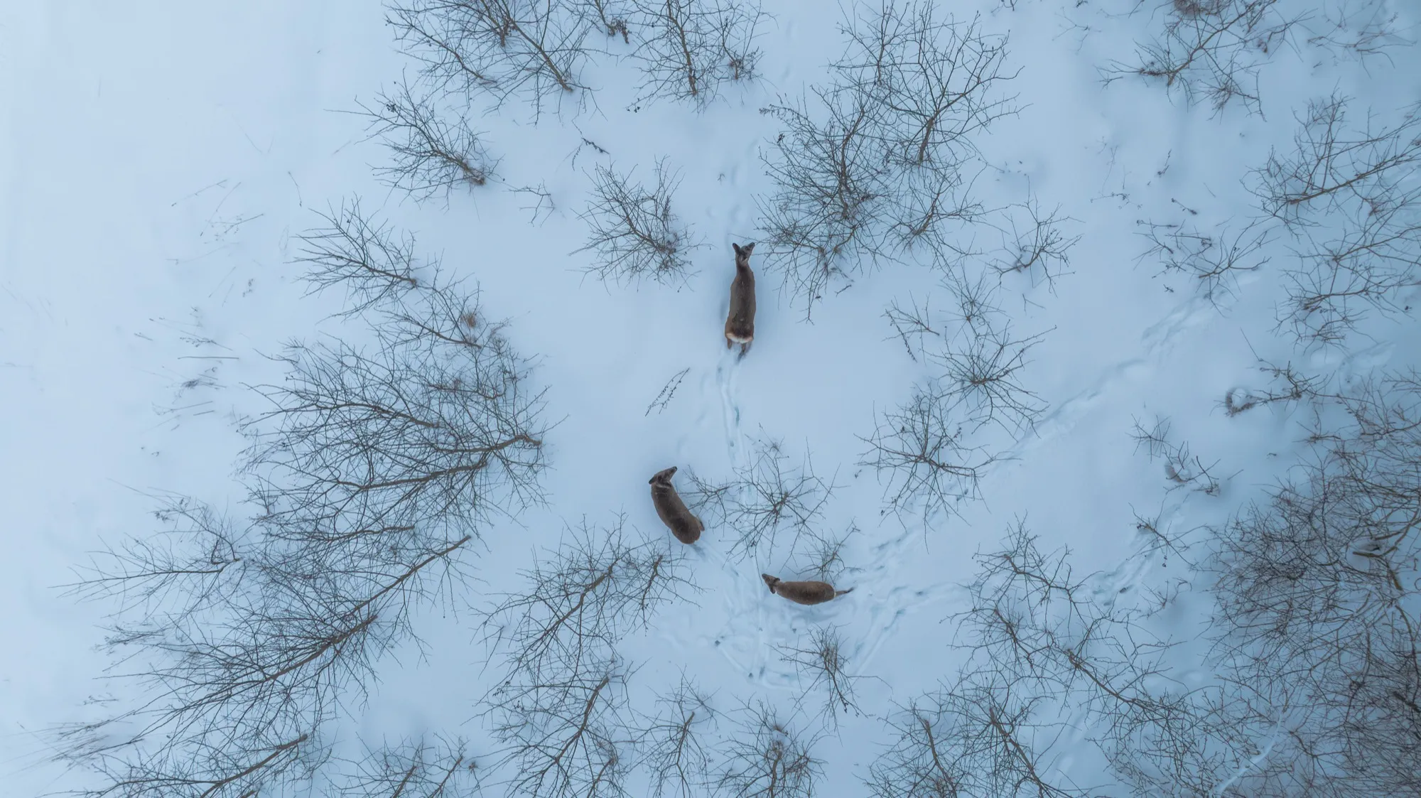 Aerial photograph — Belarus — Earthly