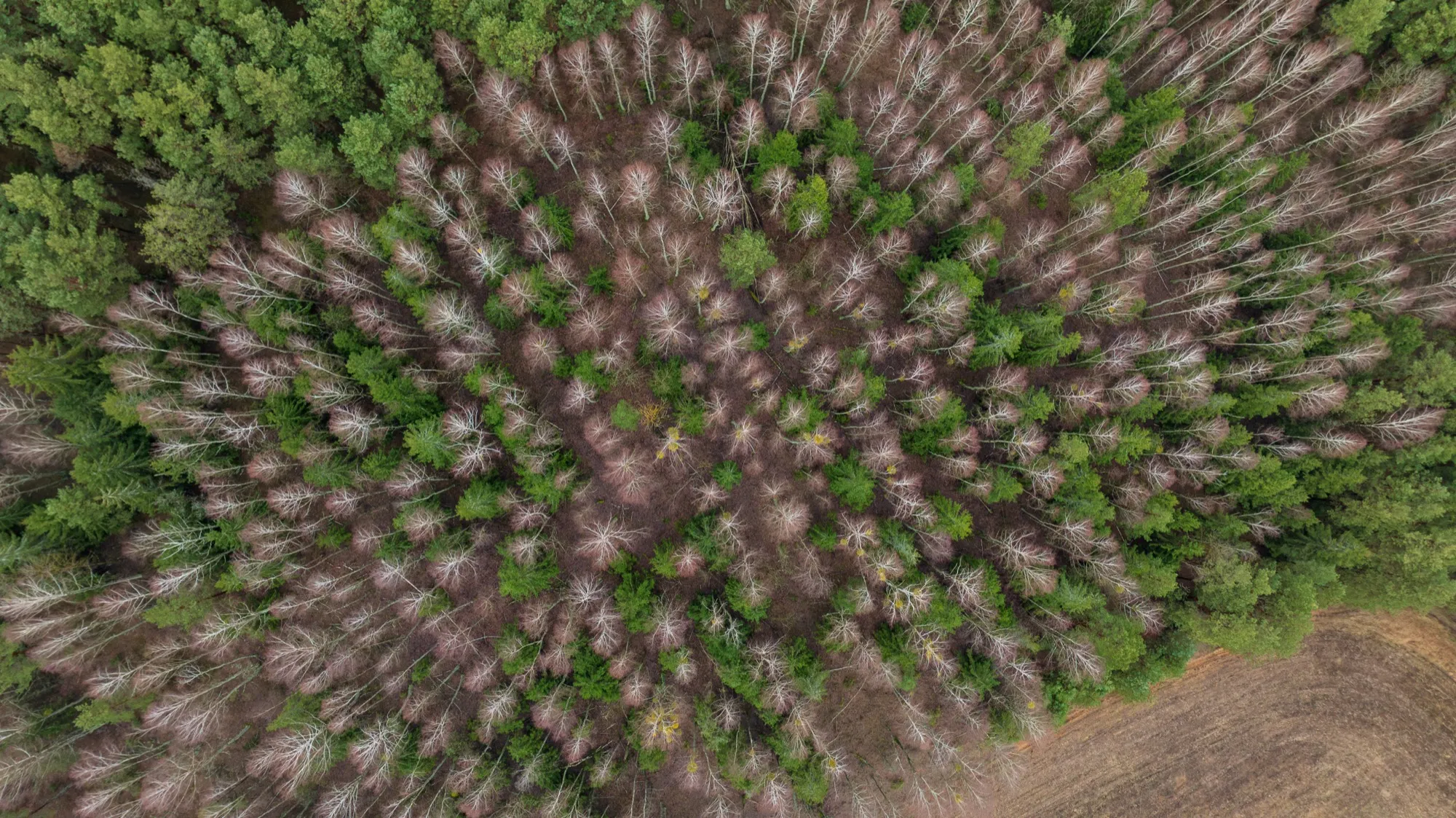 Aerial photograph — Belarus — Earthly