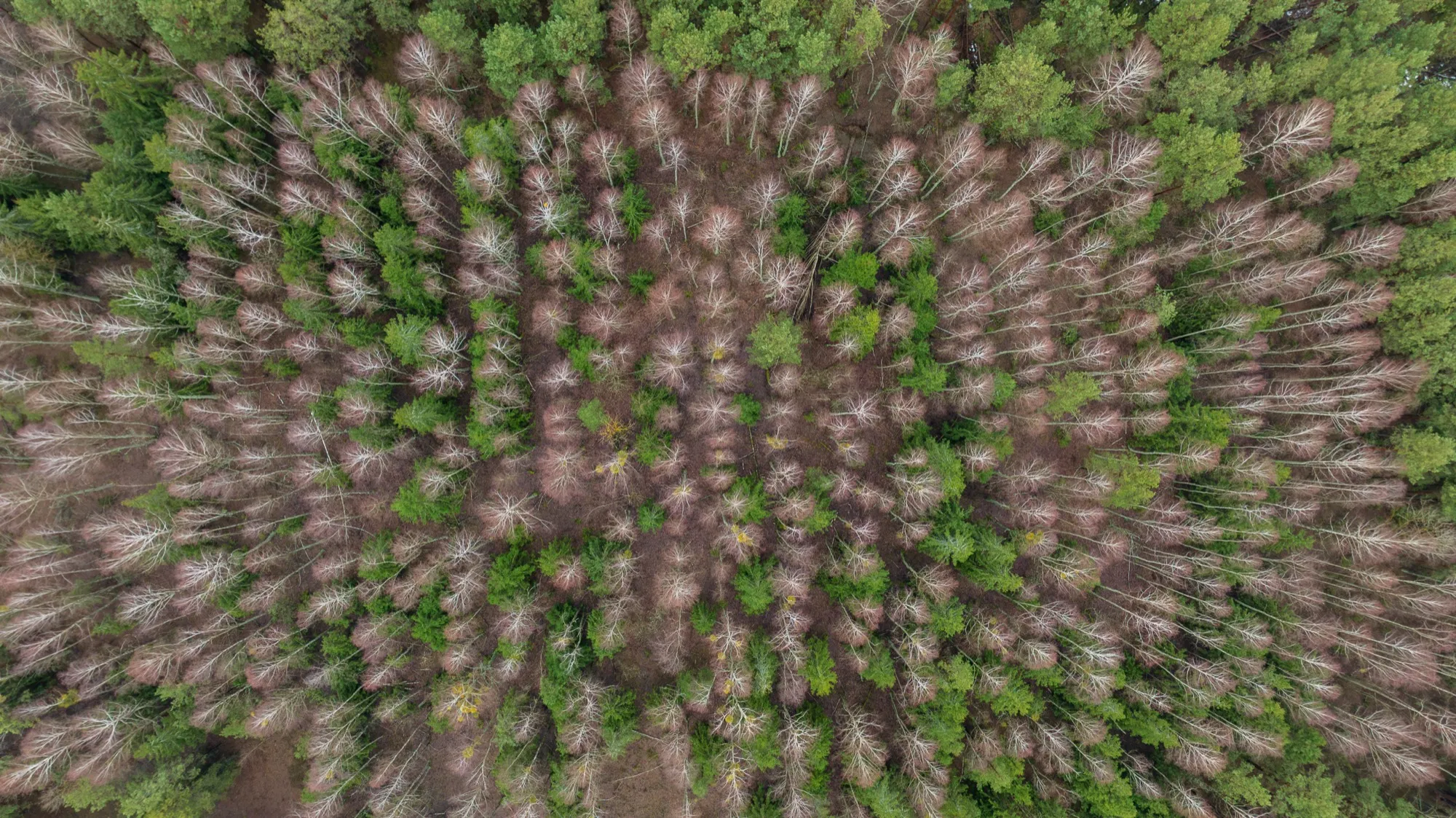 Aerial photograph — Belarus — Earthly