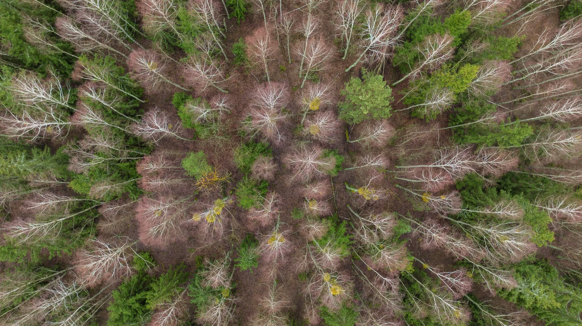 Aerial photograph — Belarus — Earthly