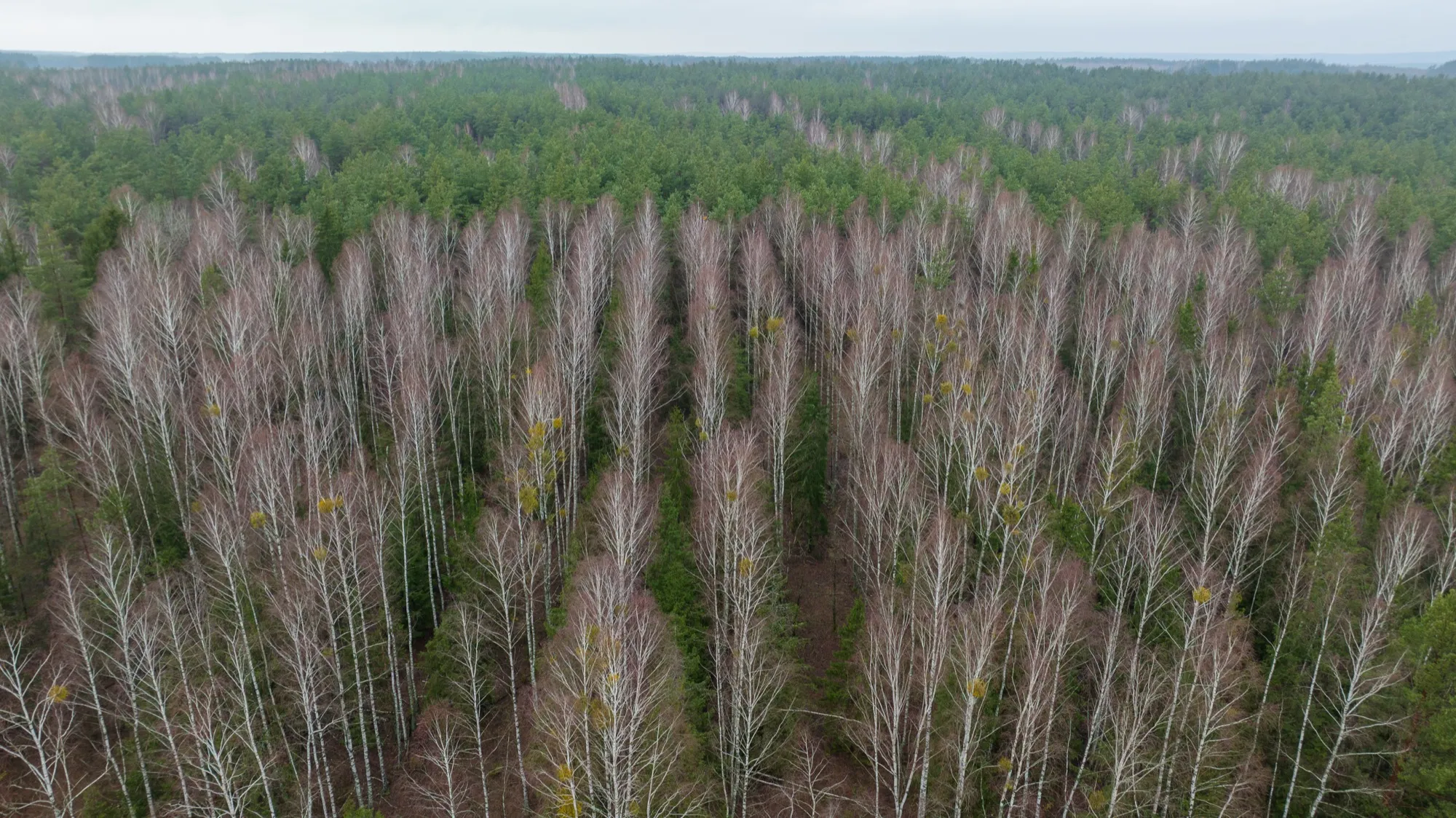 Aerial photograph — Belarus — Earthly