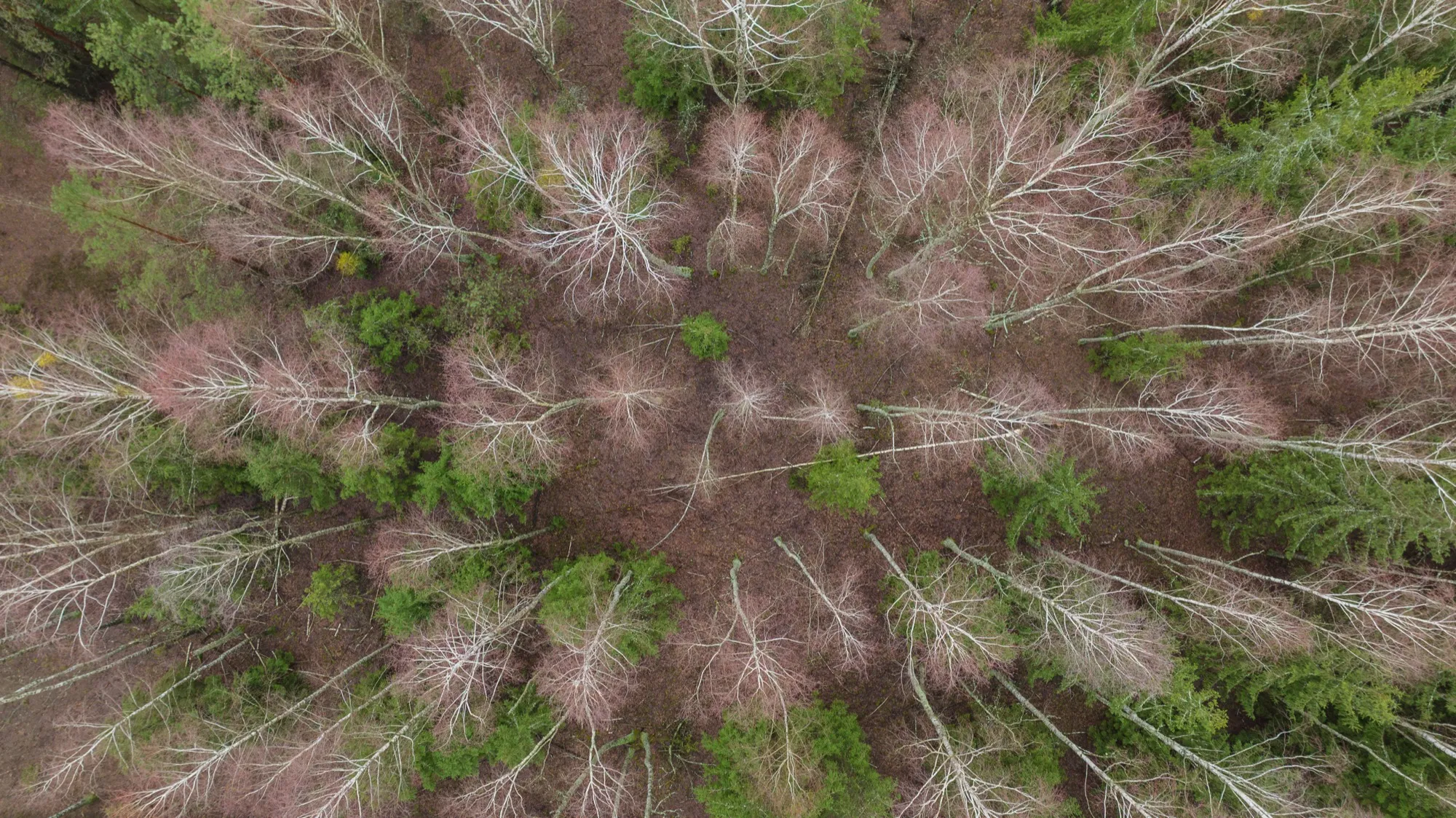 Aerial photograph — Belarus — Earthly
