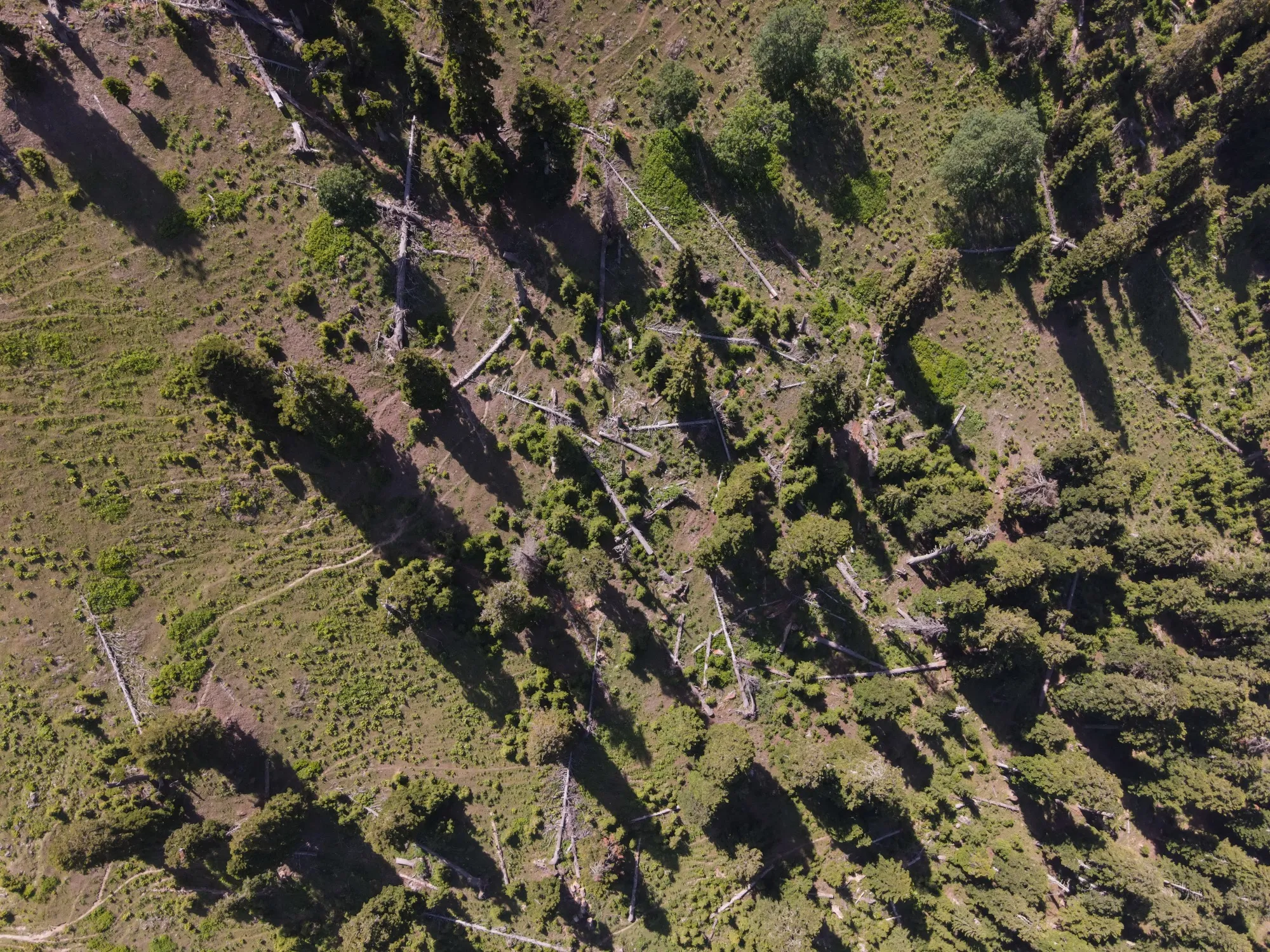 Aerial photograph — Georgia — Earthly