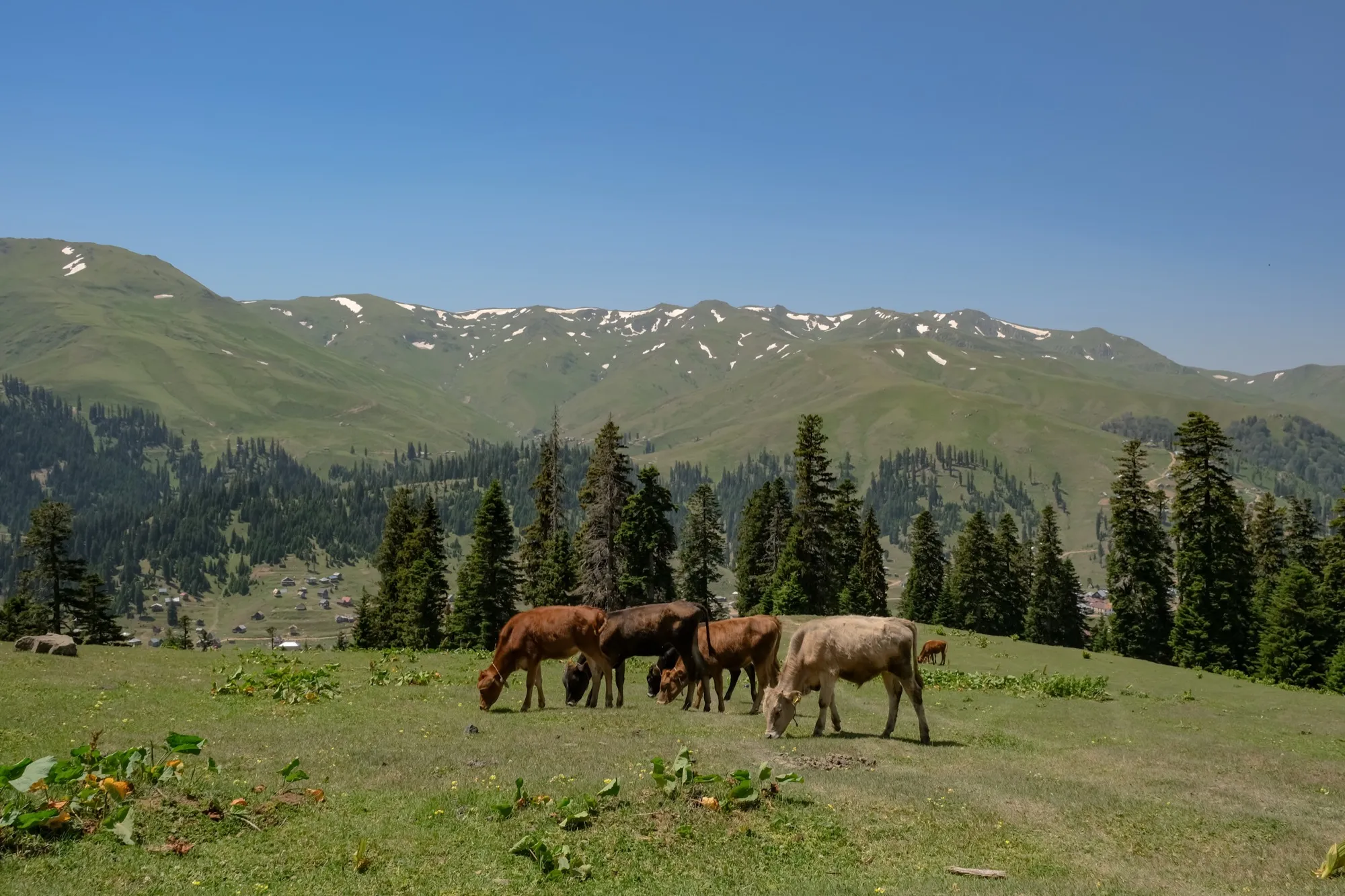 Aerial photograph — Georgia — Earthly