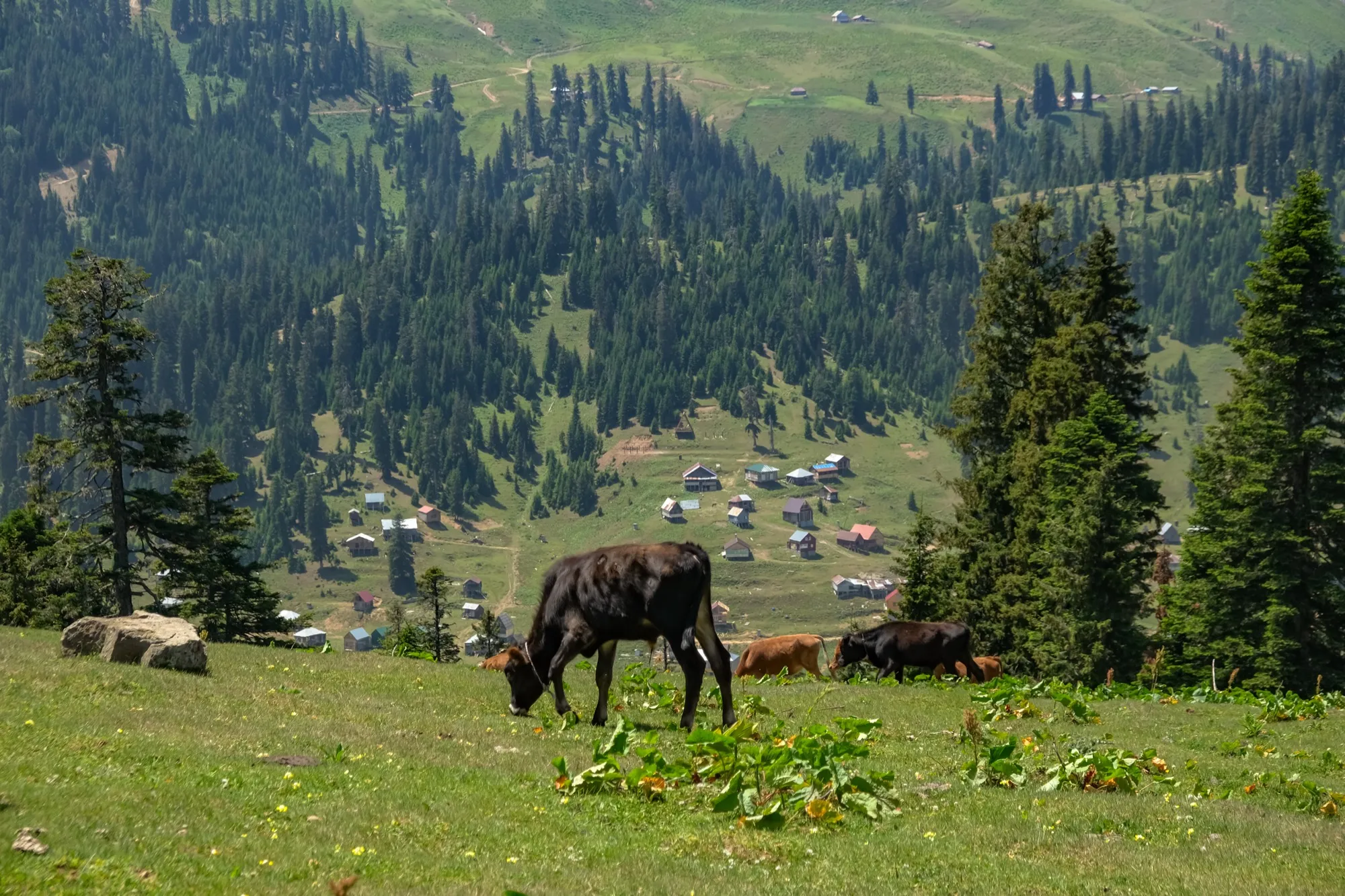 Aerial photograph — Georgia — Earthly