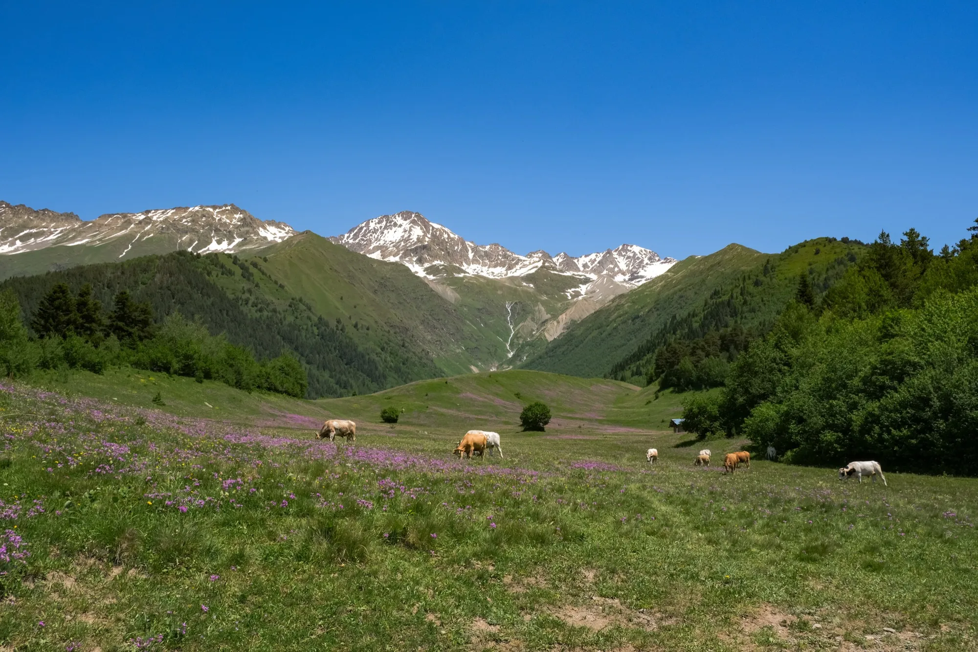 Aerial photograph — Georgia — Earthly