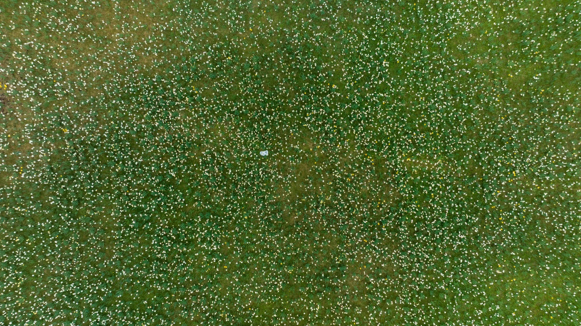 Aerial photograph — Lithuania — Earthly