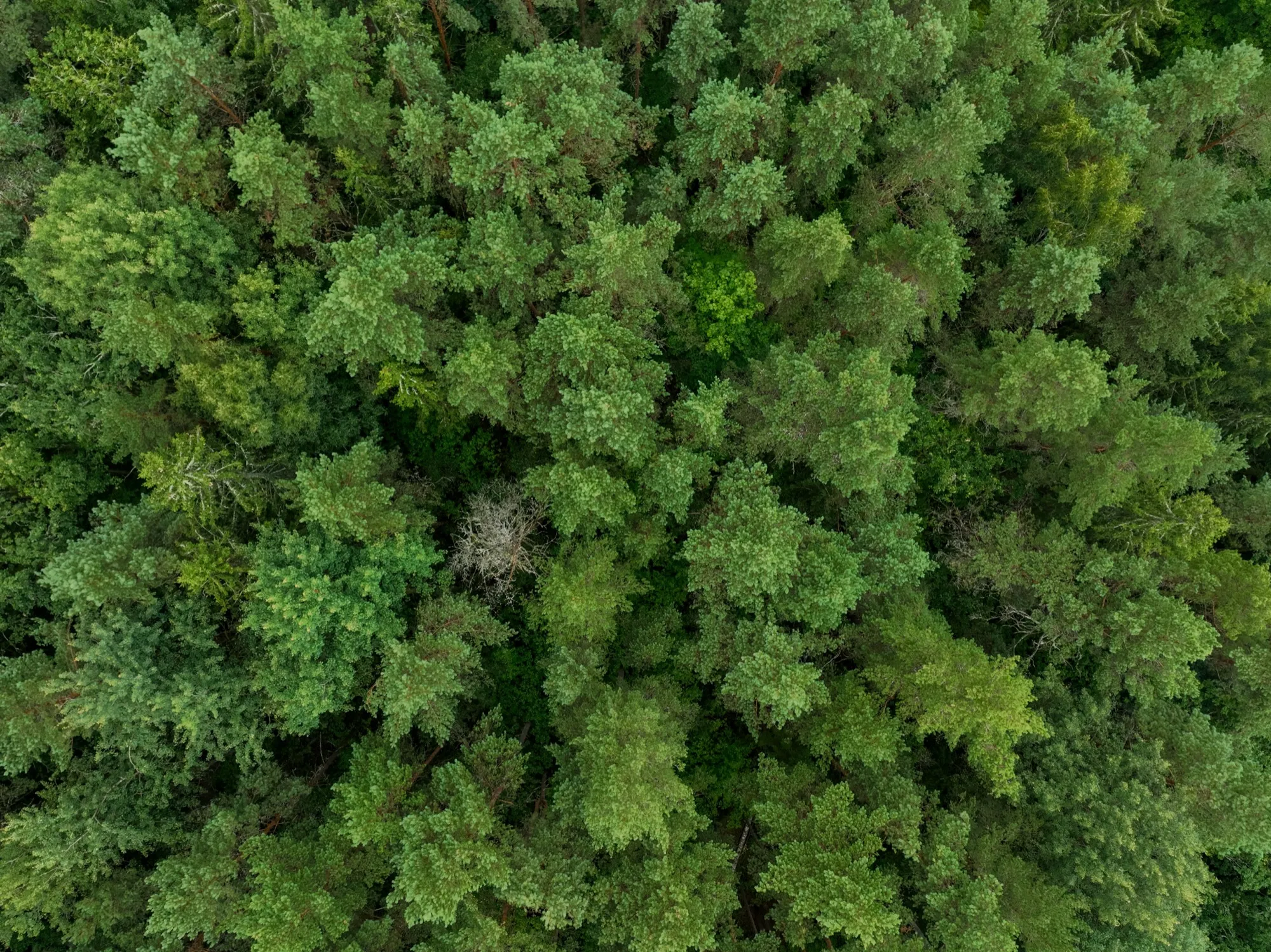 Aerial photograph — Lithuania — Earthly