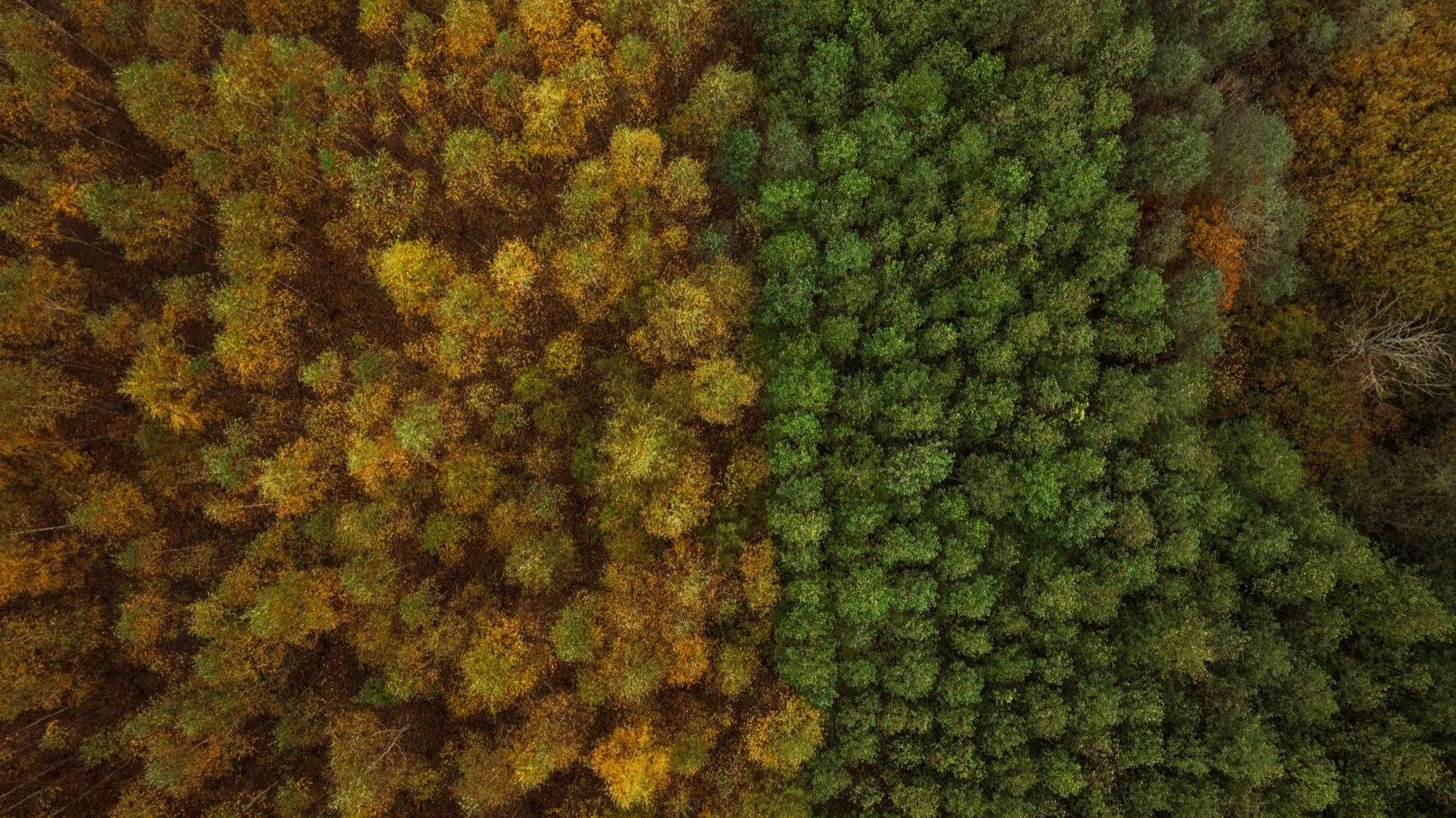 Aerial photograph — Lithuania — Earthly