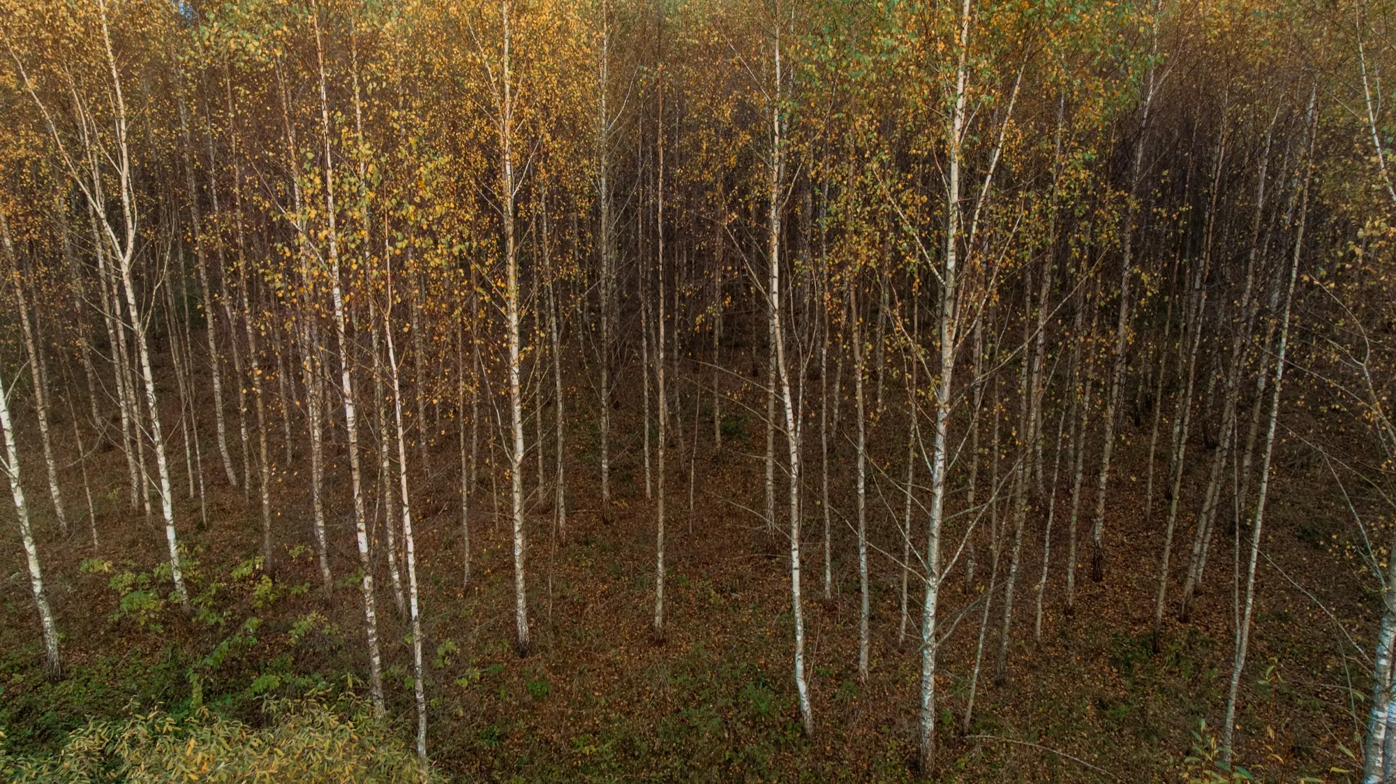 Aerial photograph — Lithuania — Earthly