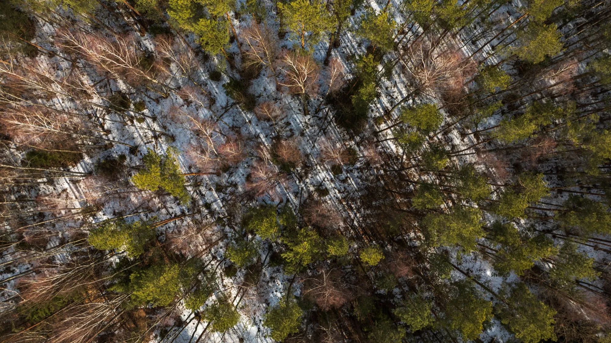 Aerial photograph — Lithuania — Earthly