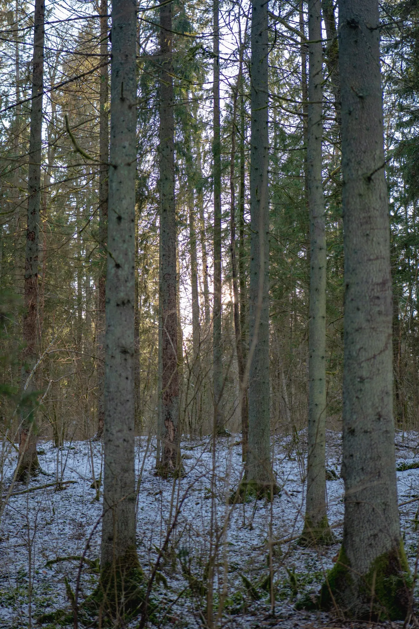 Aerial photograph — Lithuania — Earthly