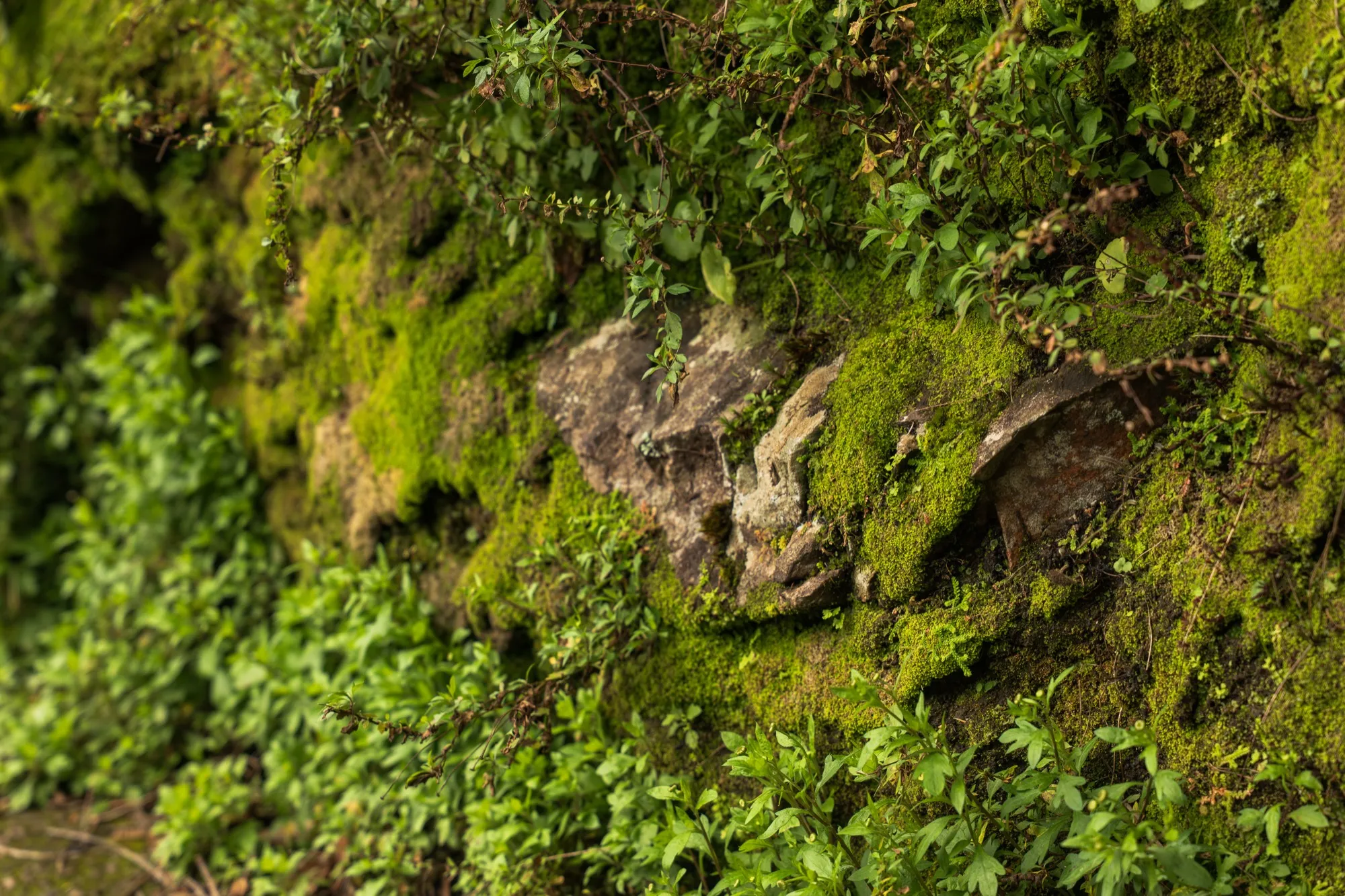 Aerial photograph — Madeira — Earthly