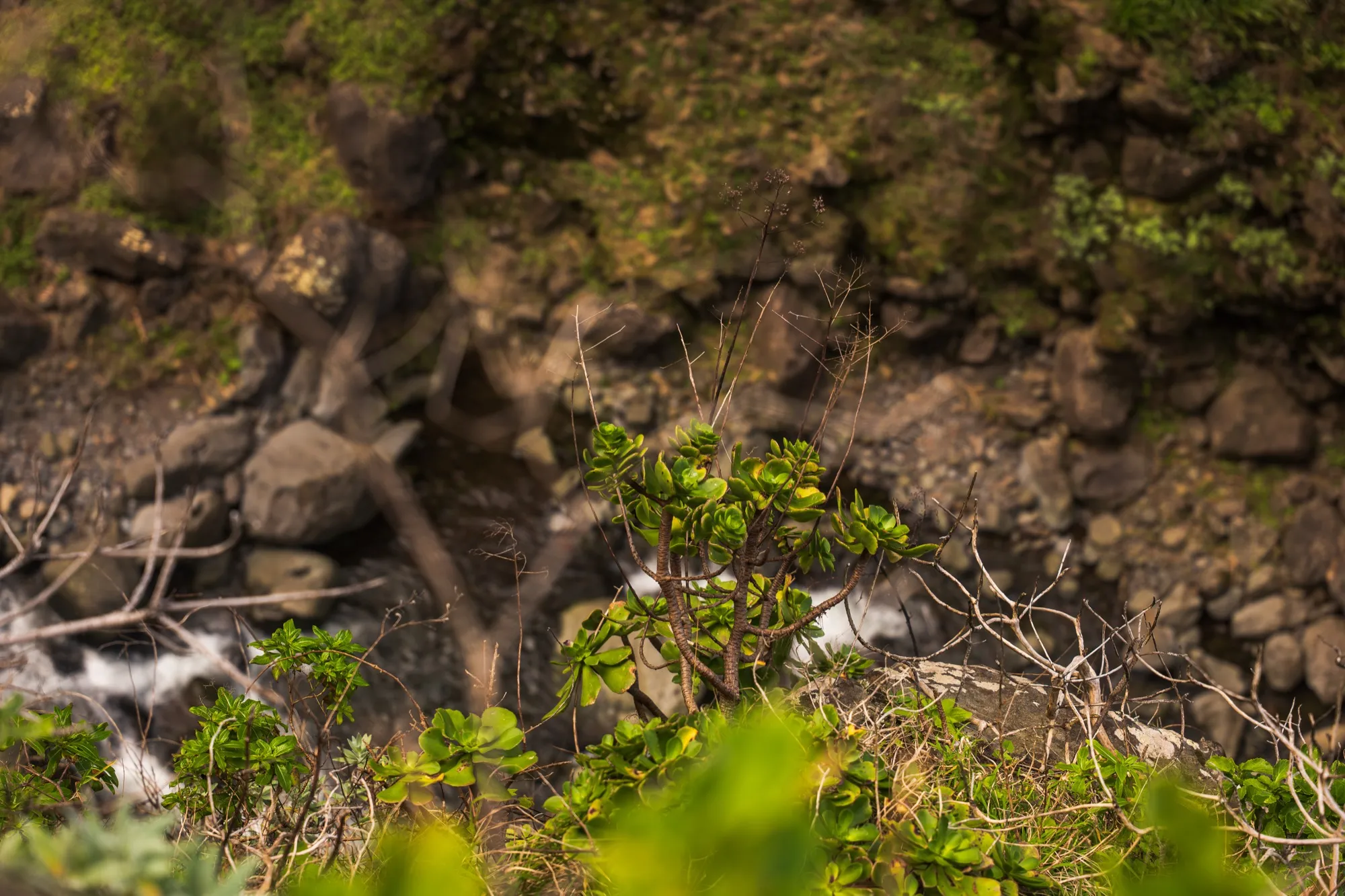 Aerial photograph — Madeira — Earthly