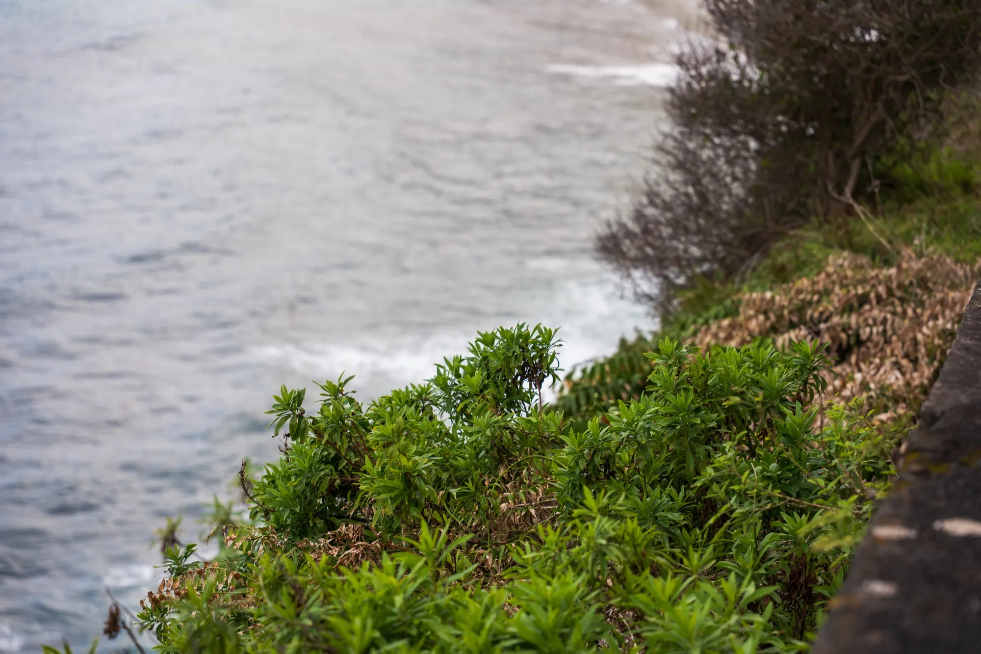 Aerial photograph — Madeira — Earthly