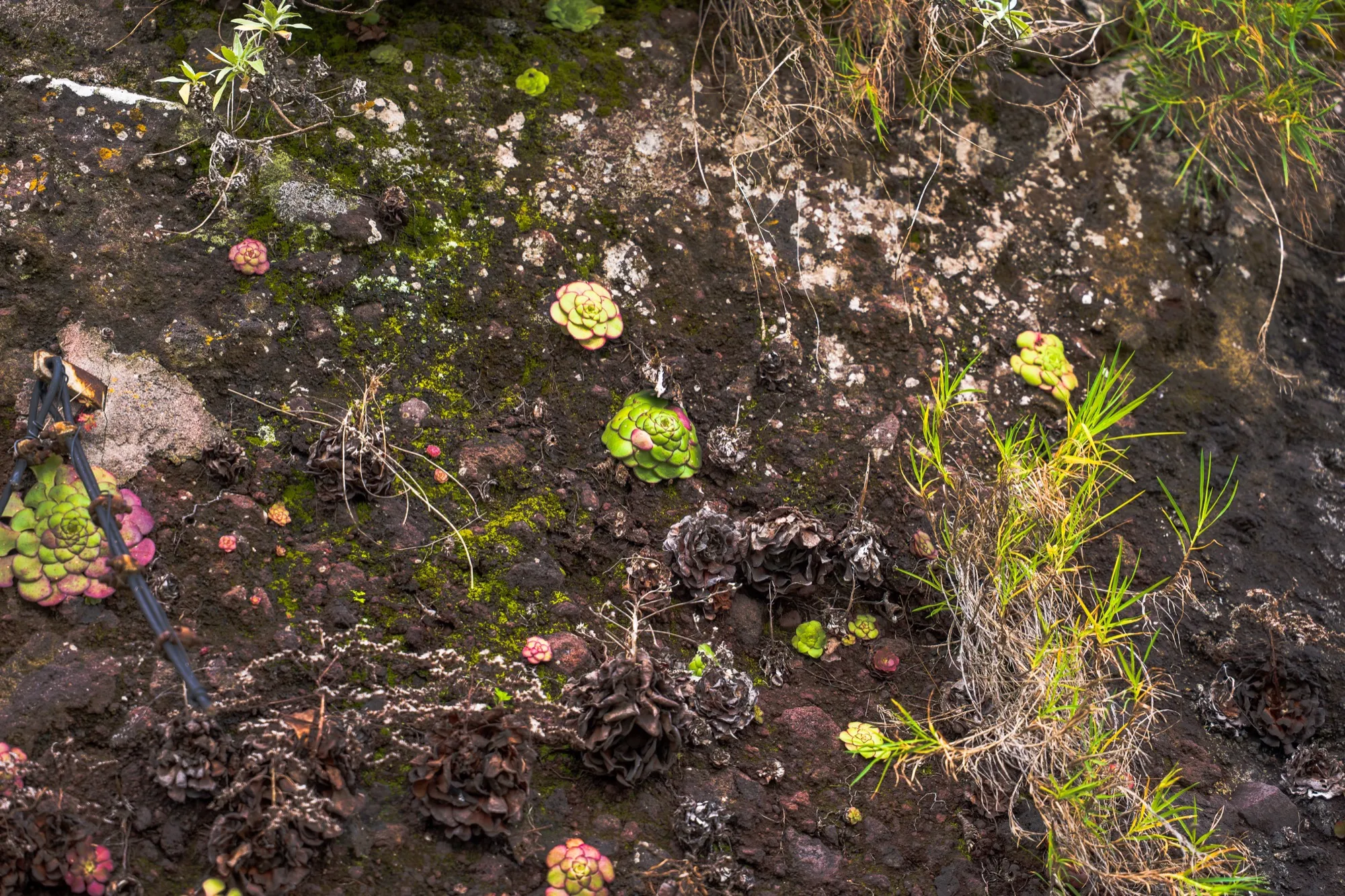 Aerial photograph — Madeira — Earthly