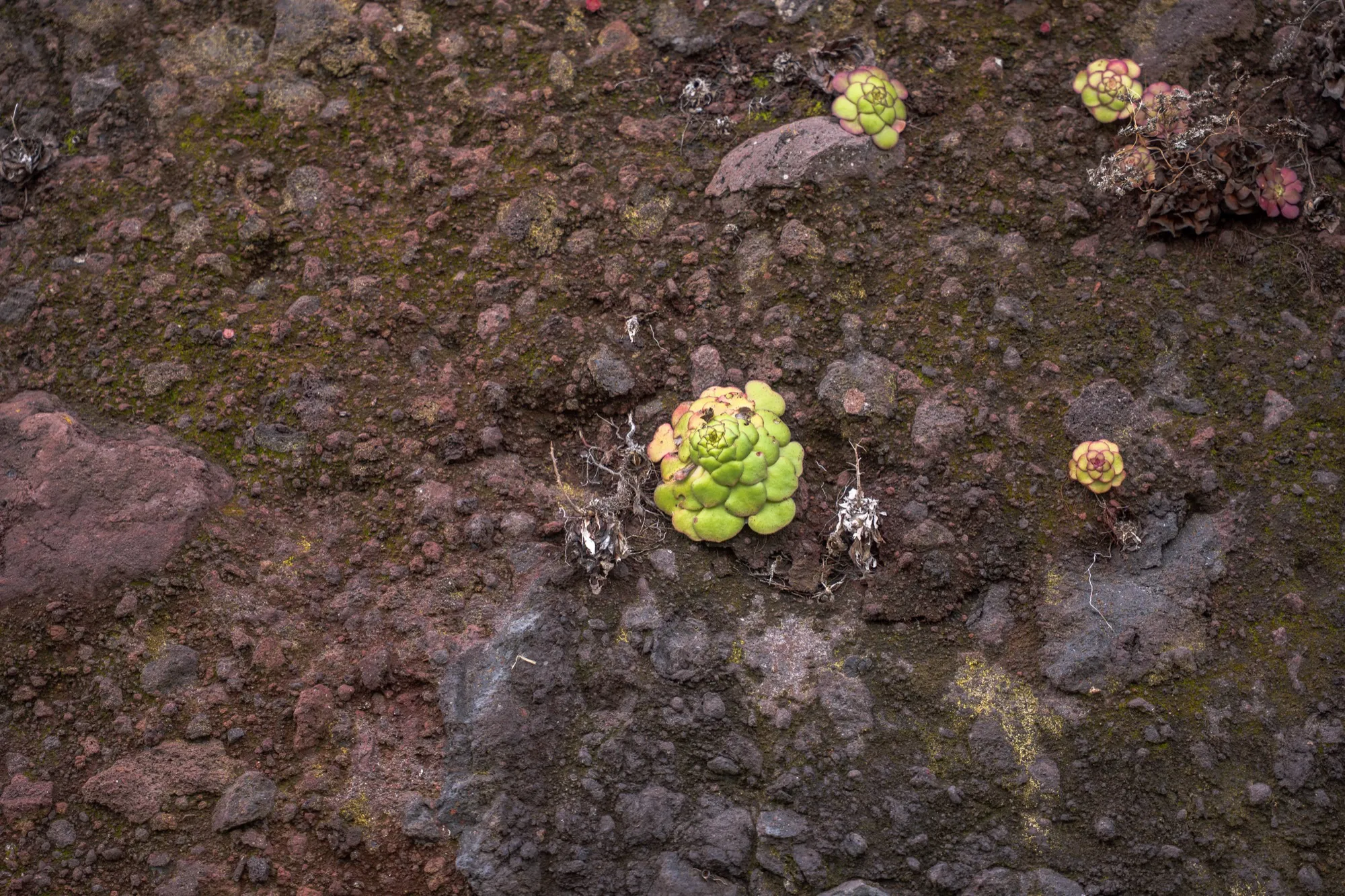 Aerial photograph — Madeira — Earthly