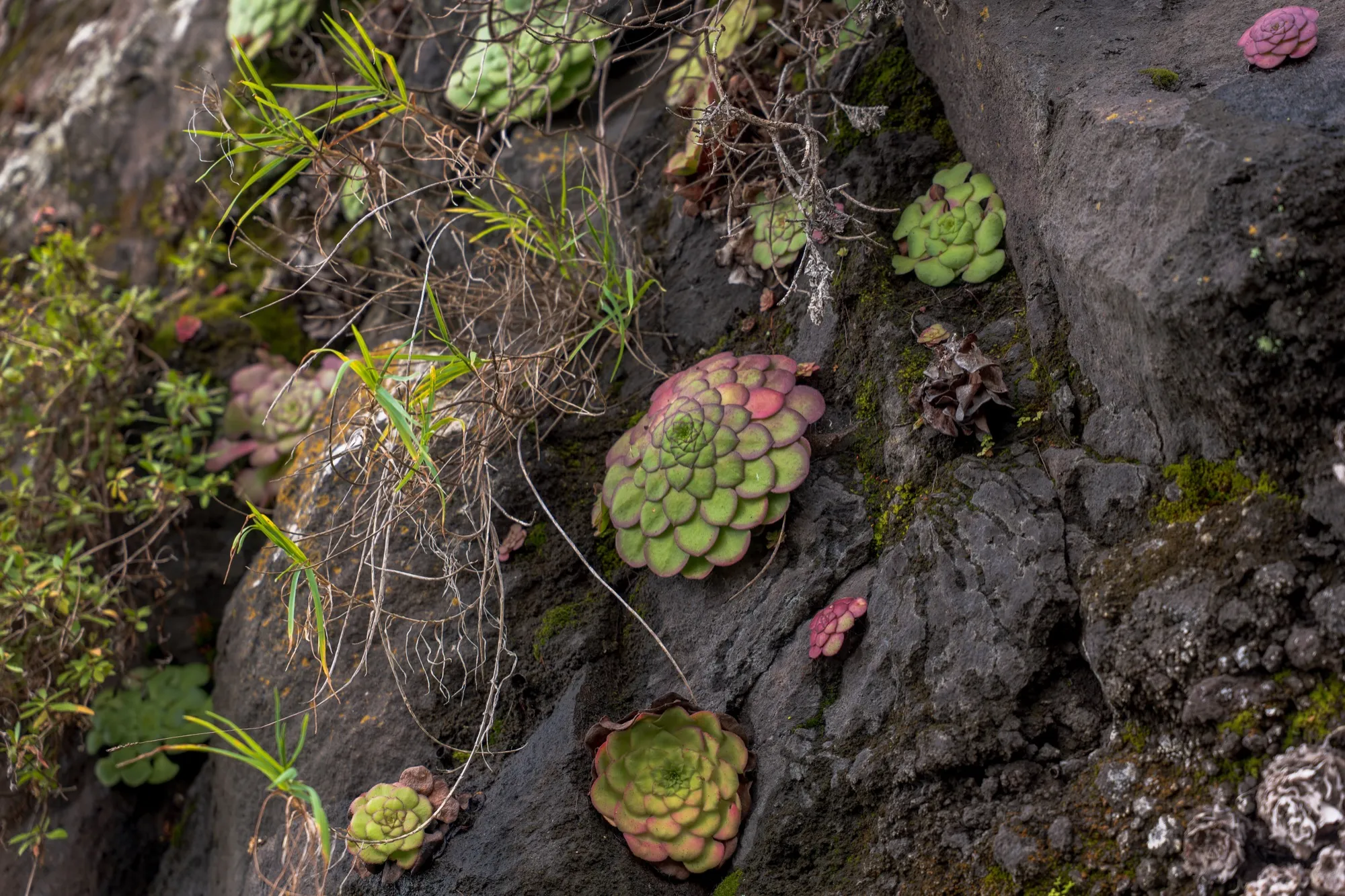 Aerial photograph — Madeira — Earthly