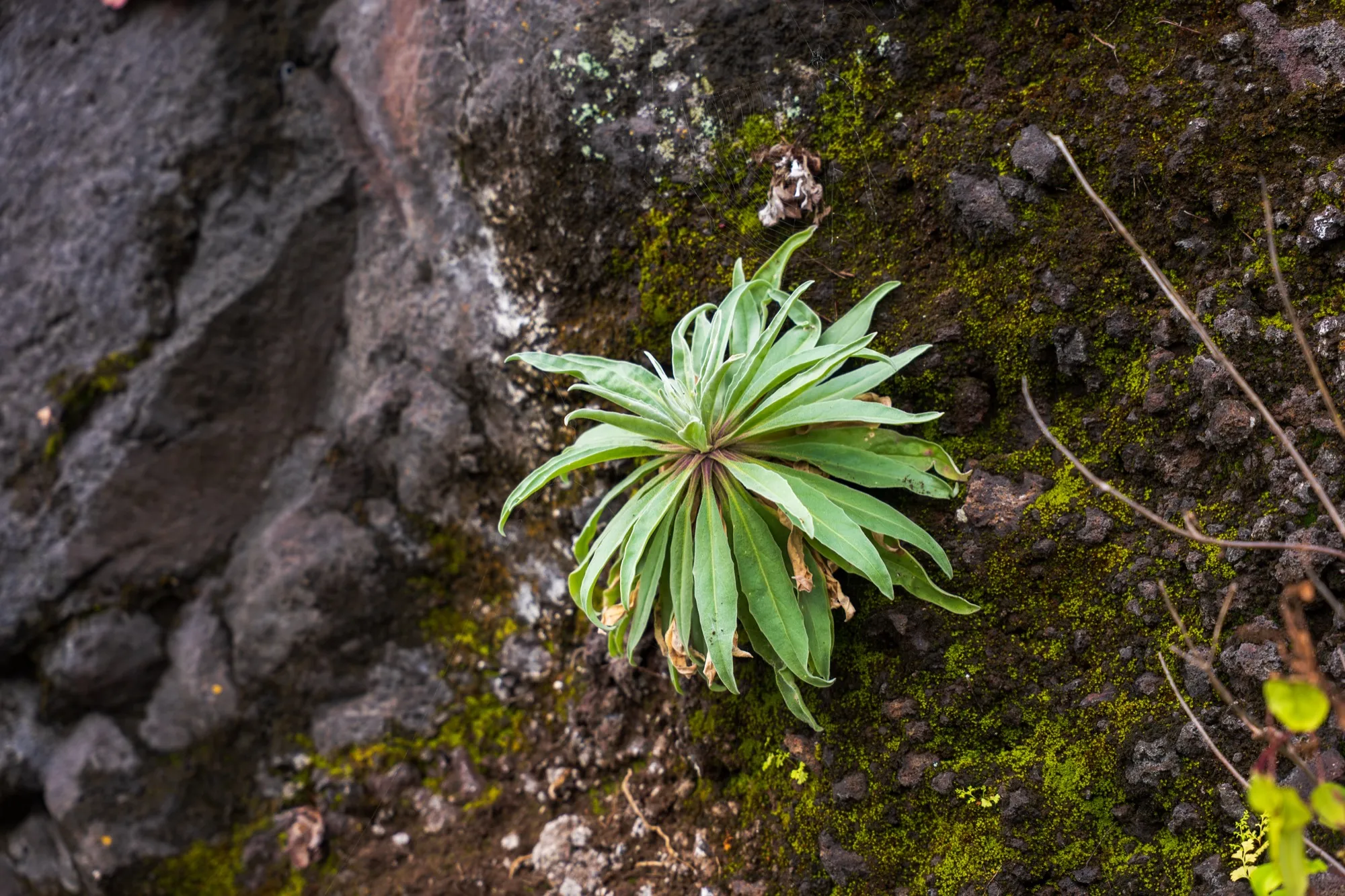 Aerial photograph — Madeira — Earthly