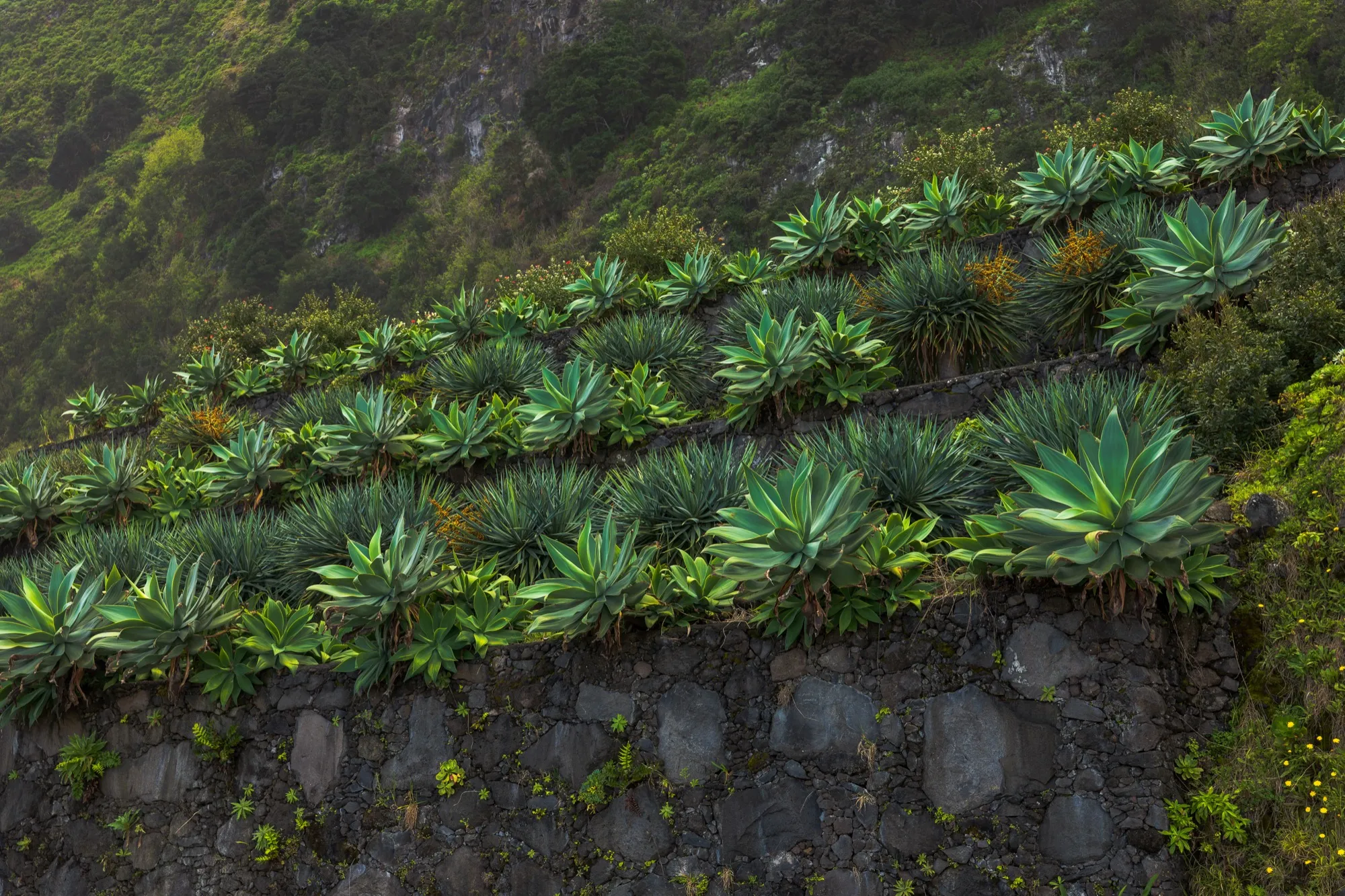 Aerial photograph — Madeira — Earthly