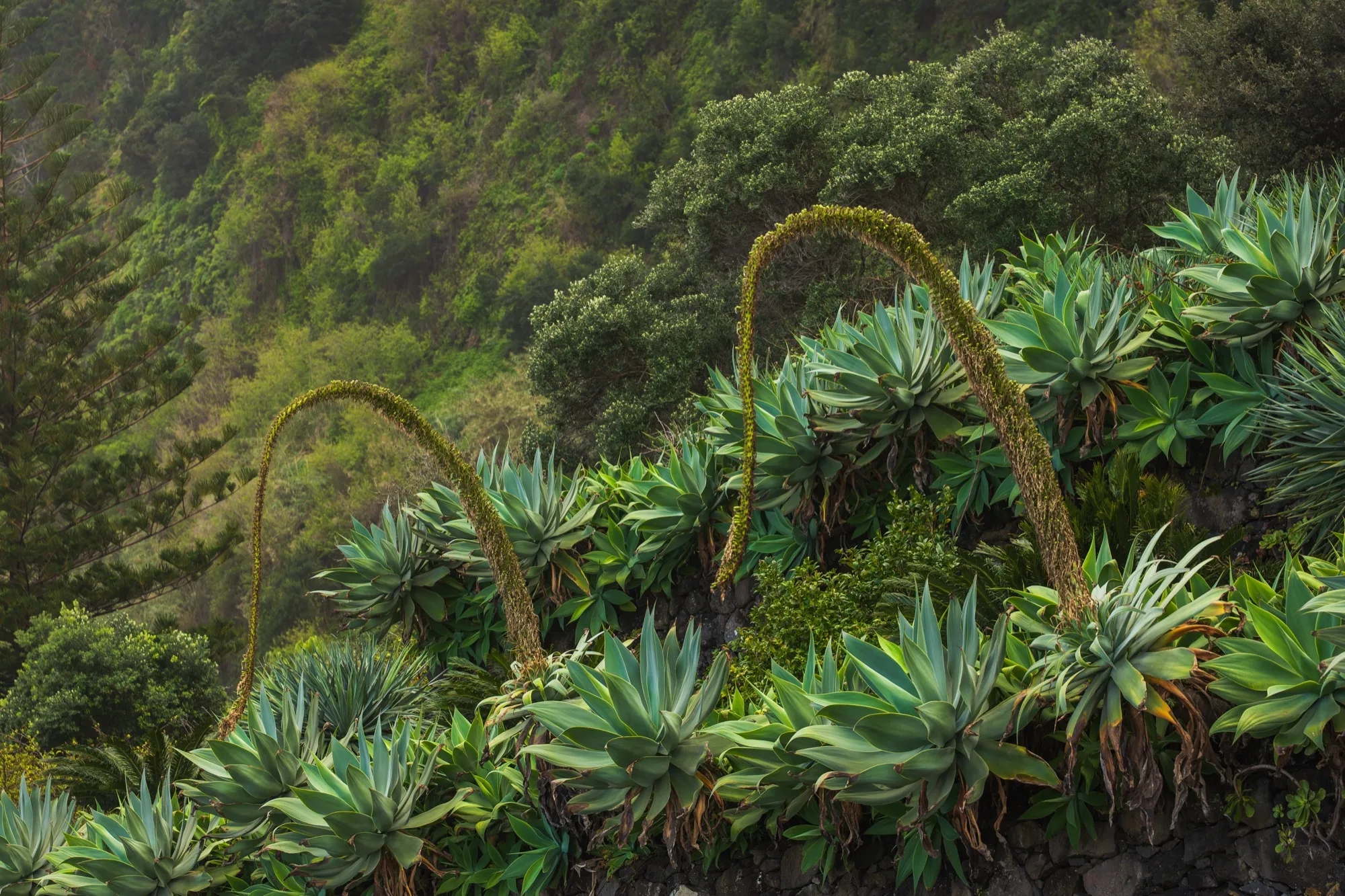 Aerial photograph — Madeira — Earthly