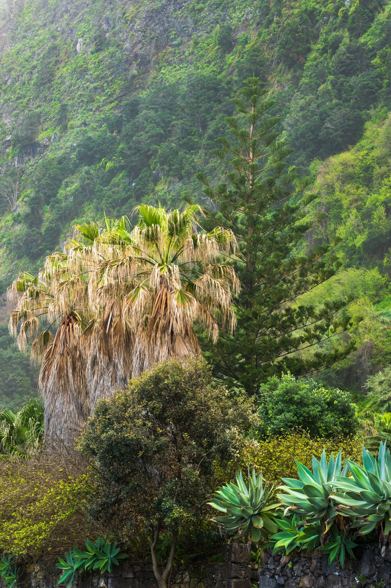 Aerial photograph — Madeira — Earthly