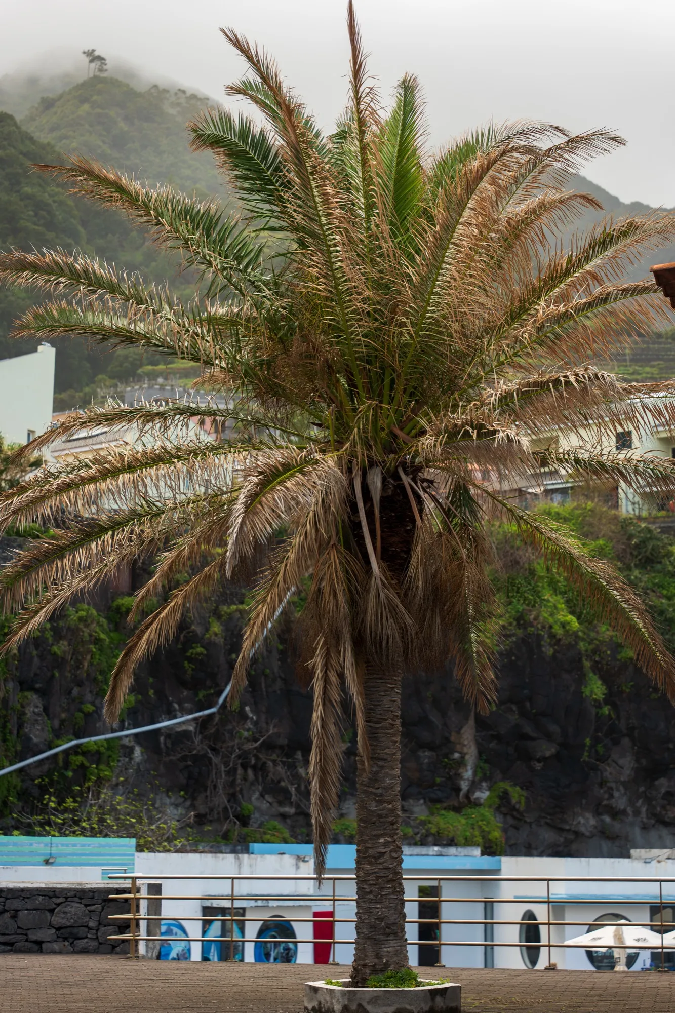 Aerial photograph — Madeira — Earthly