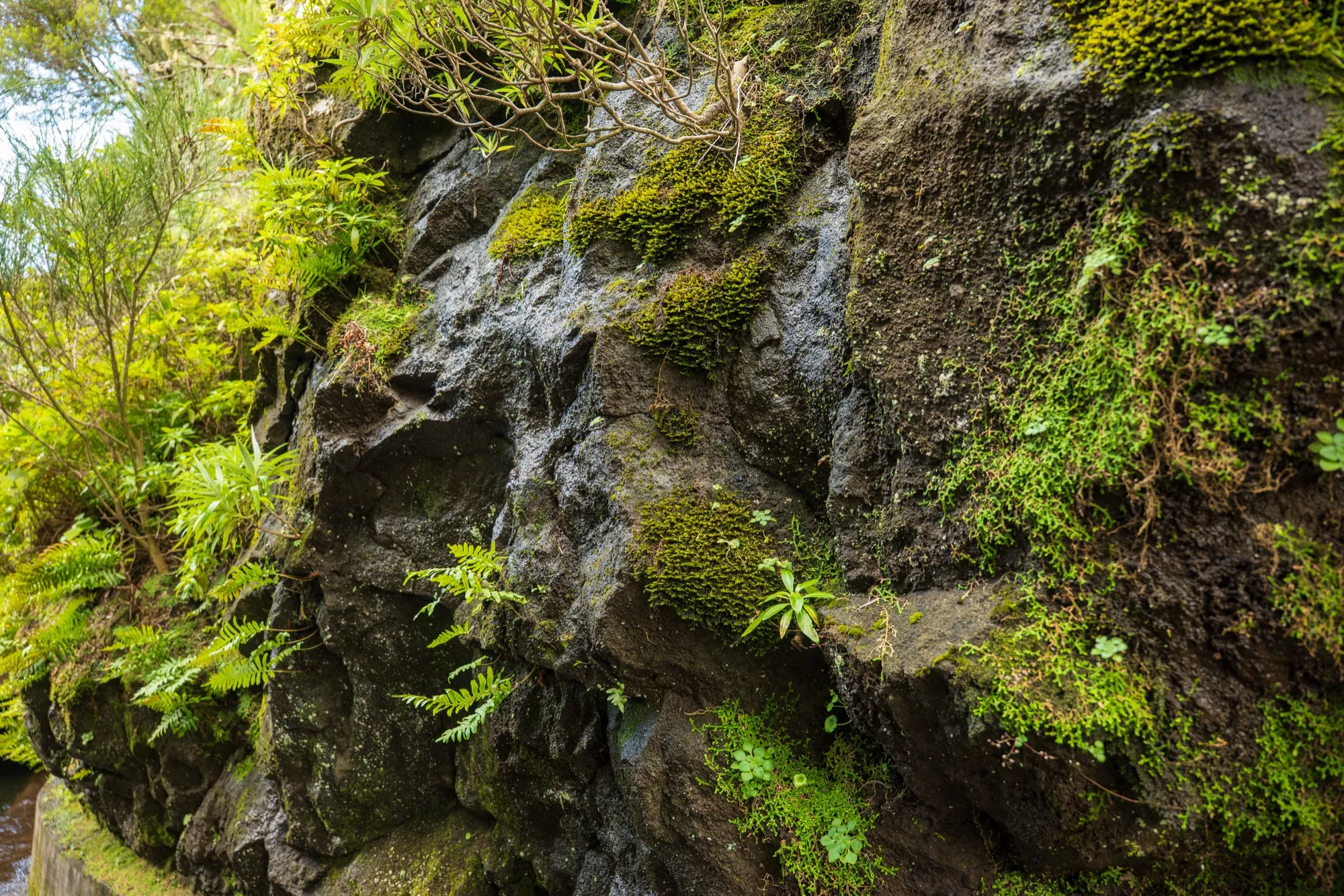 Aerial photograph — Madeira — Earthly
