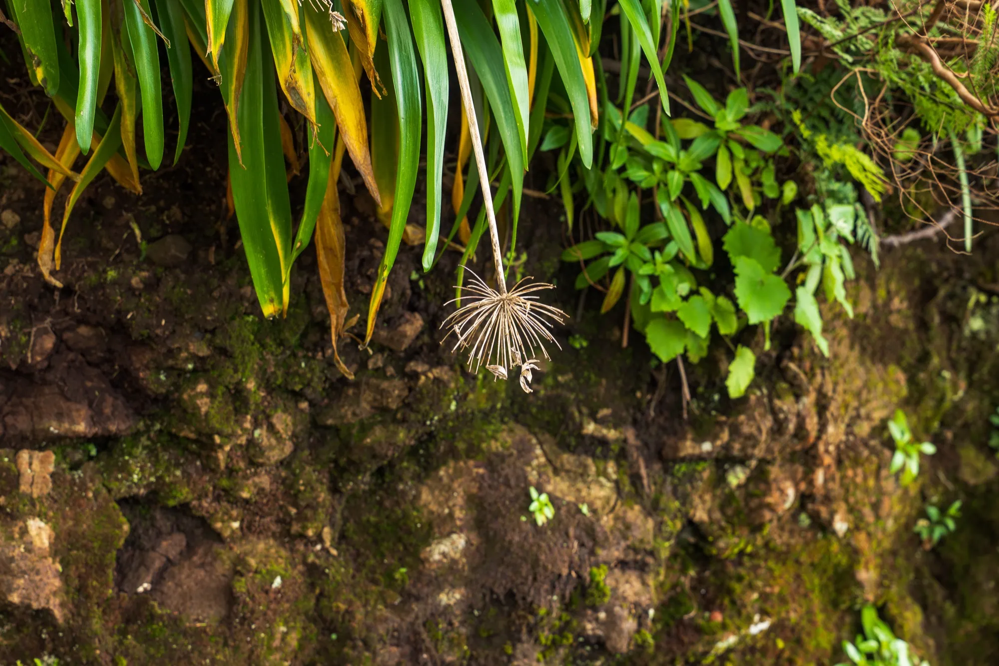 Aerial photograph — Madeira — Earthly