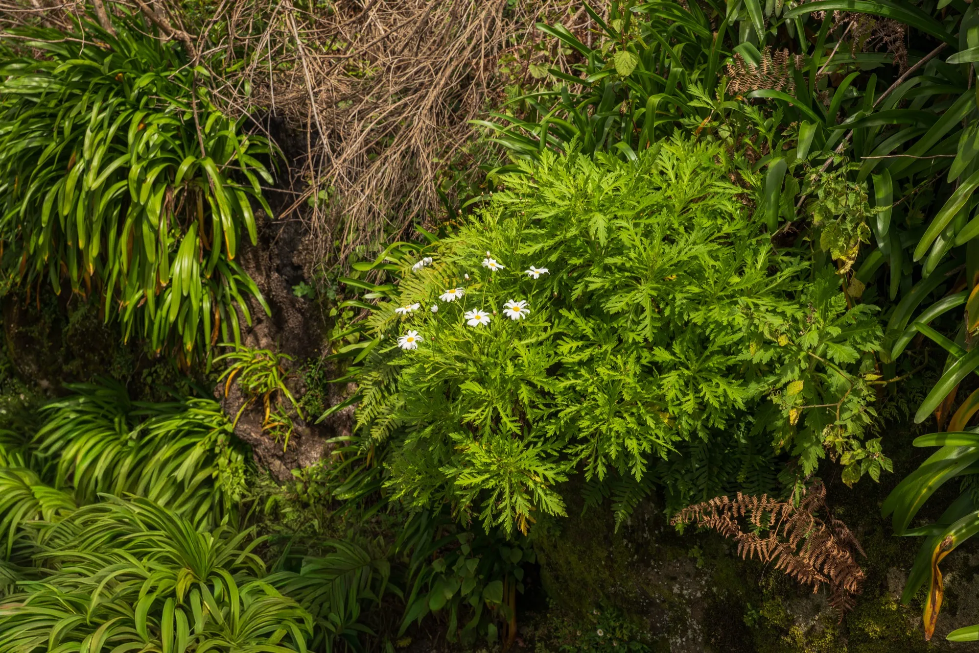 Aerial photograph — Madeira — Earthly