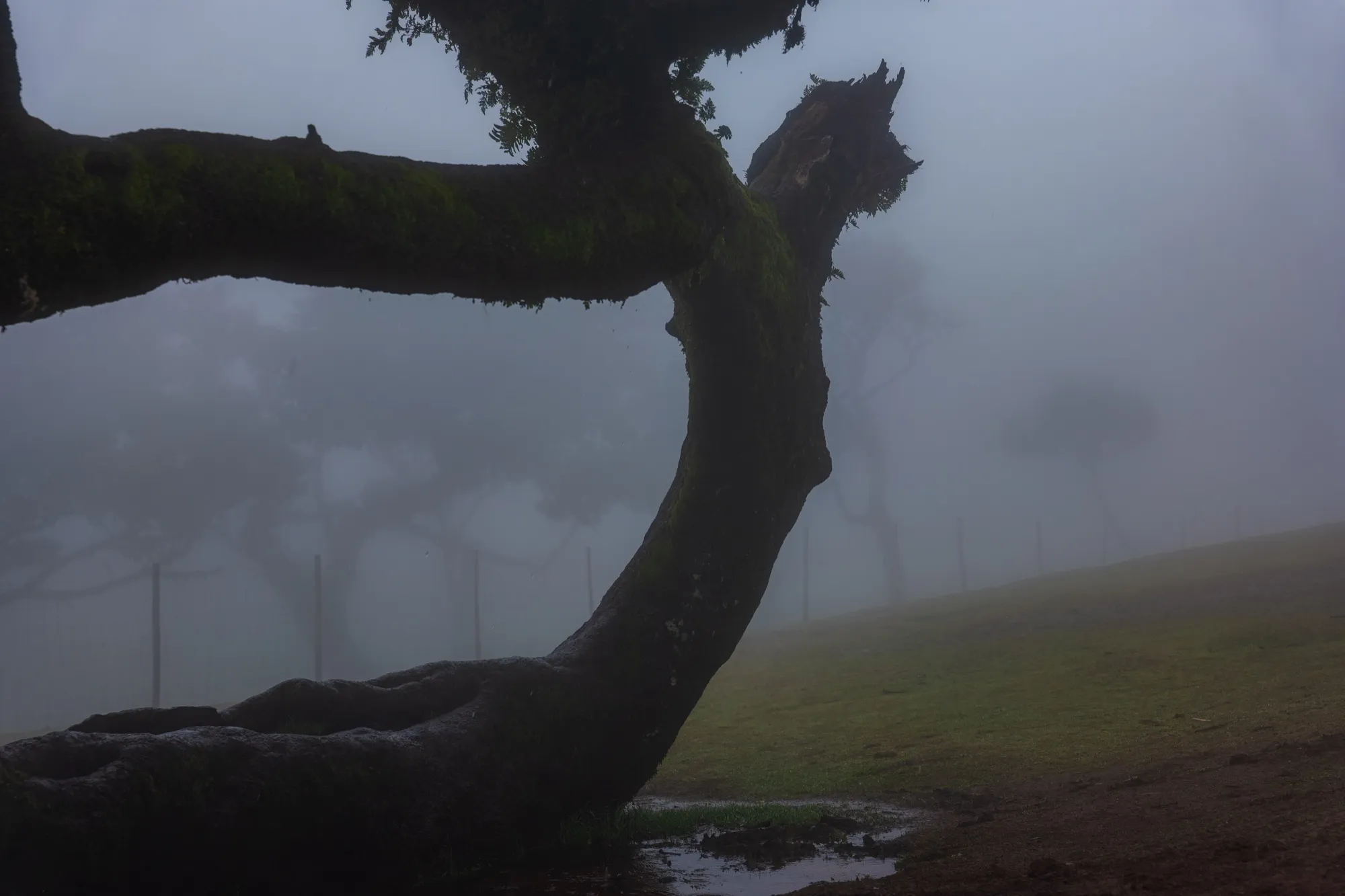 Aerial photograph — Madeira — Earthly