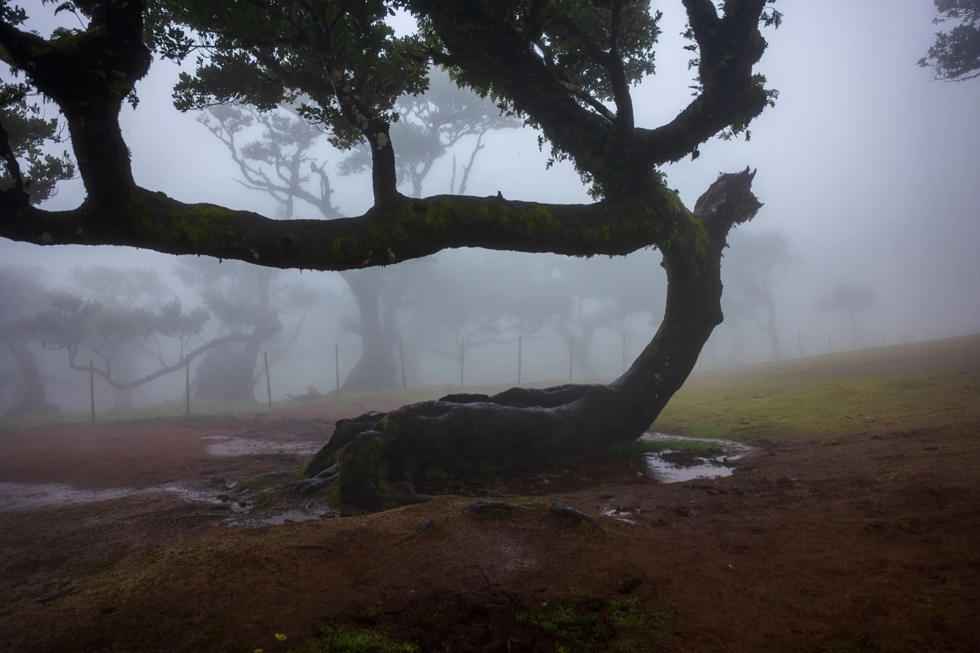 Aerial photograph — Madeira — Earthly