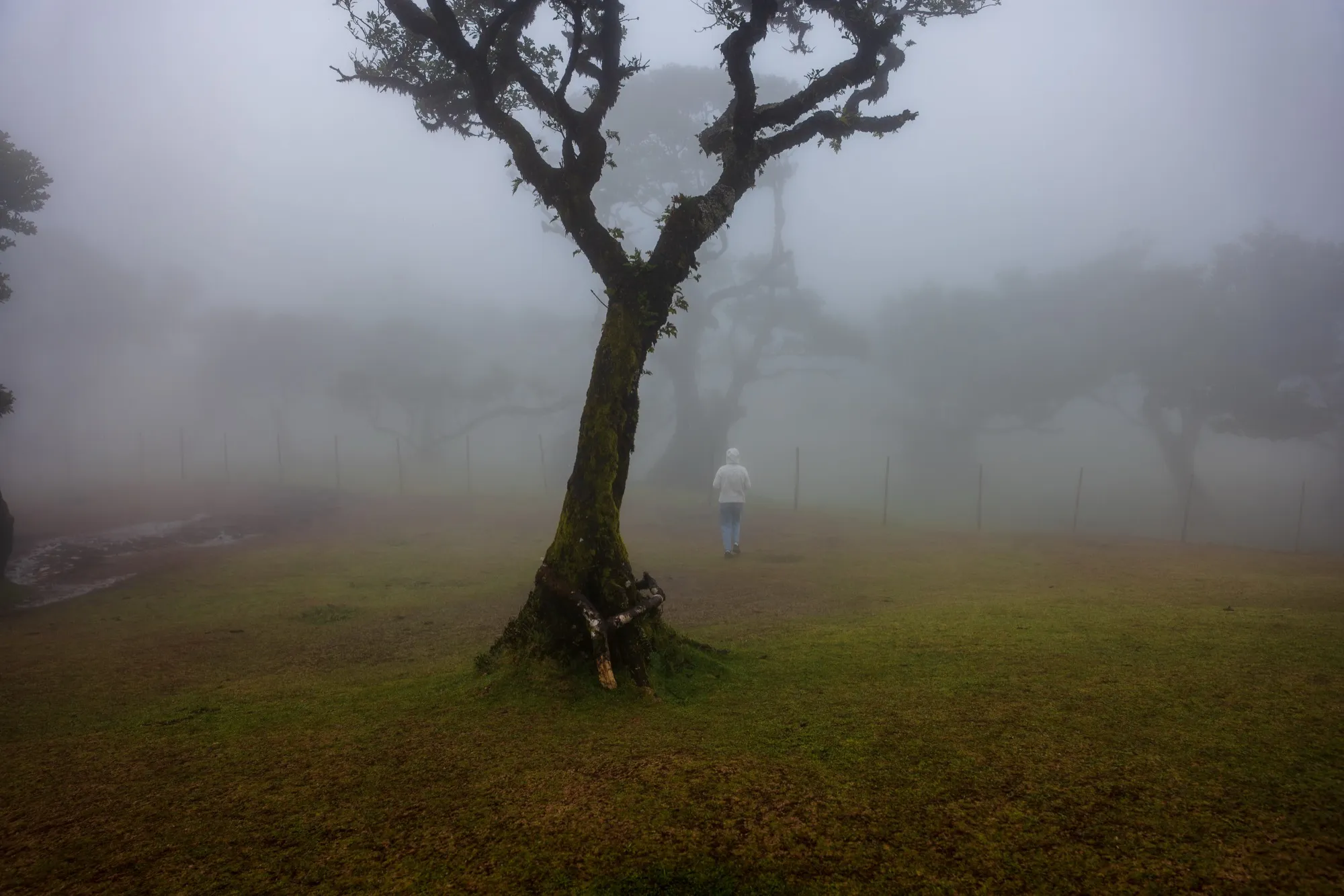 Aerial photograph — Madeira — Earthly