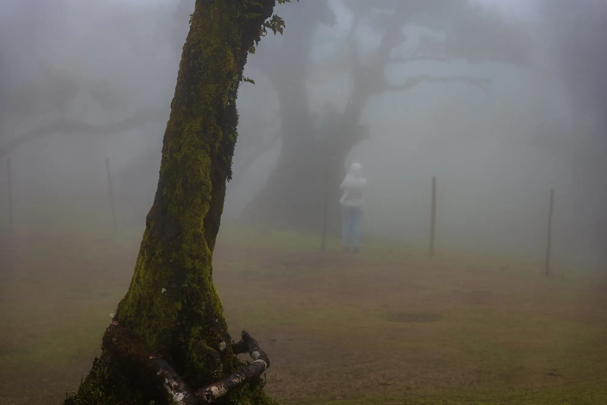 Aerial photograph — Madeira — Earthly