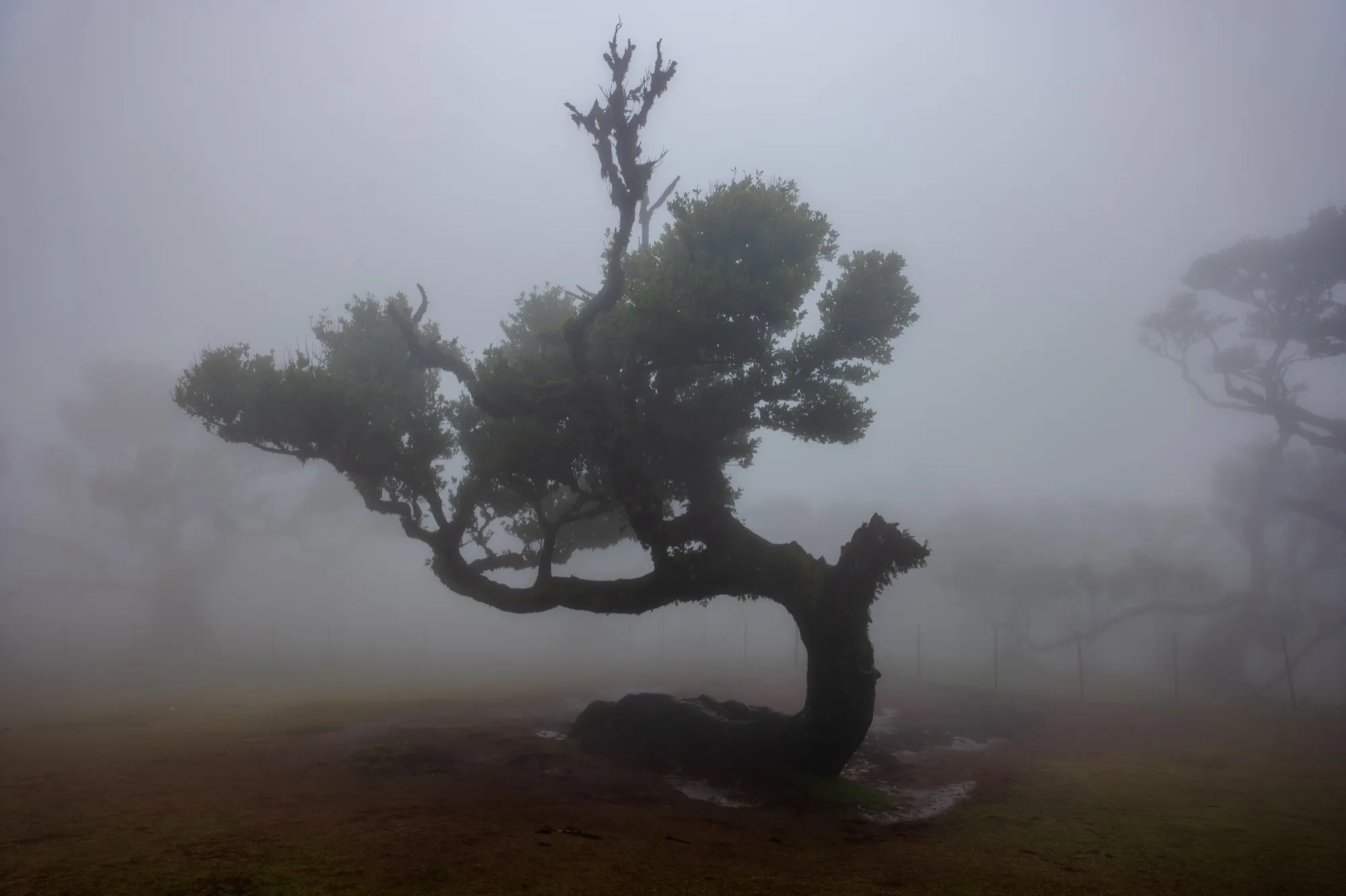 Aerial photograph — Madeira — Earthly