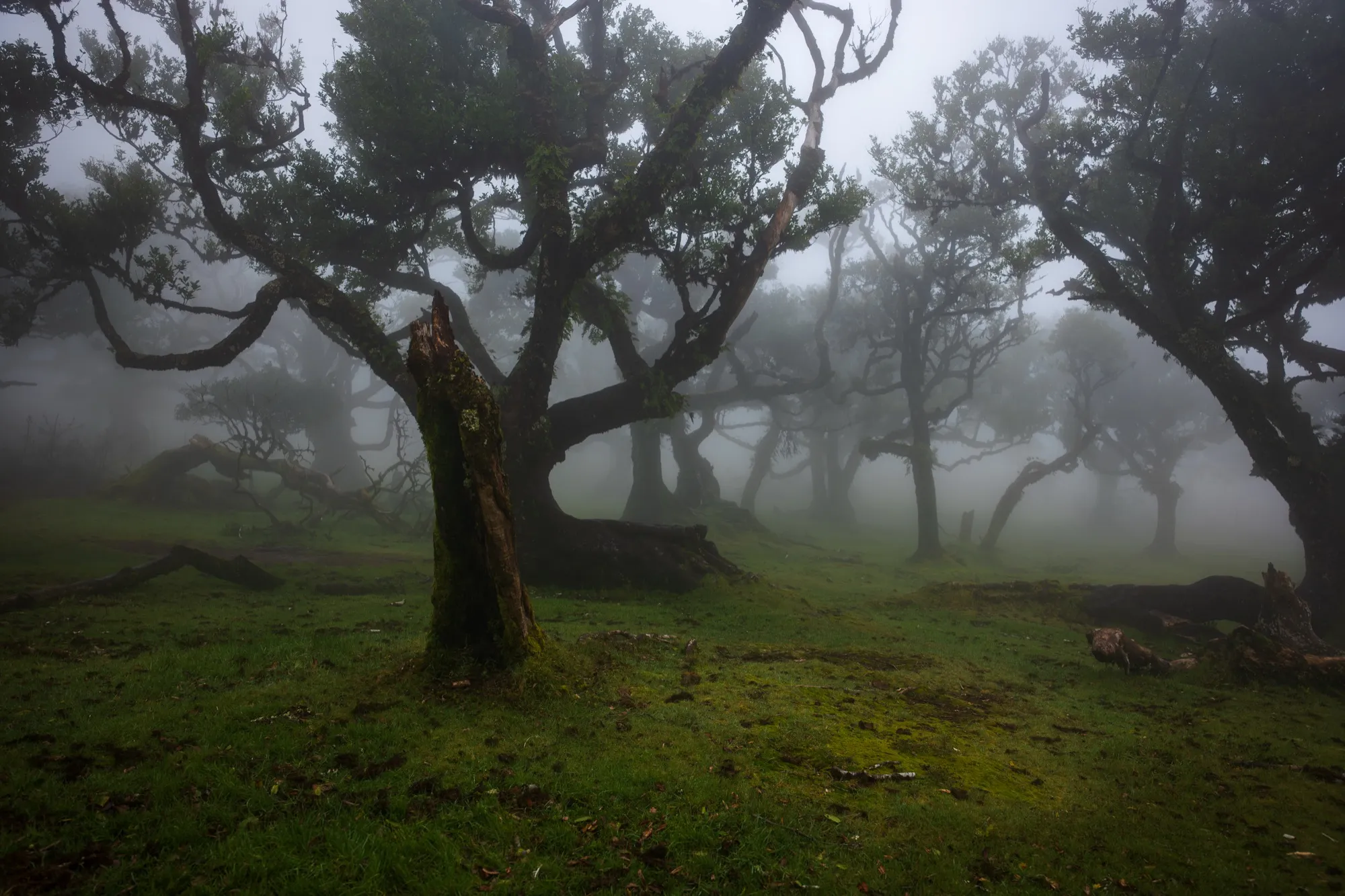Aerial photograph — Madeira — Earthly