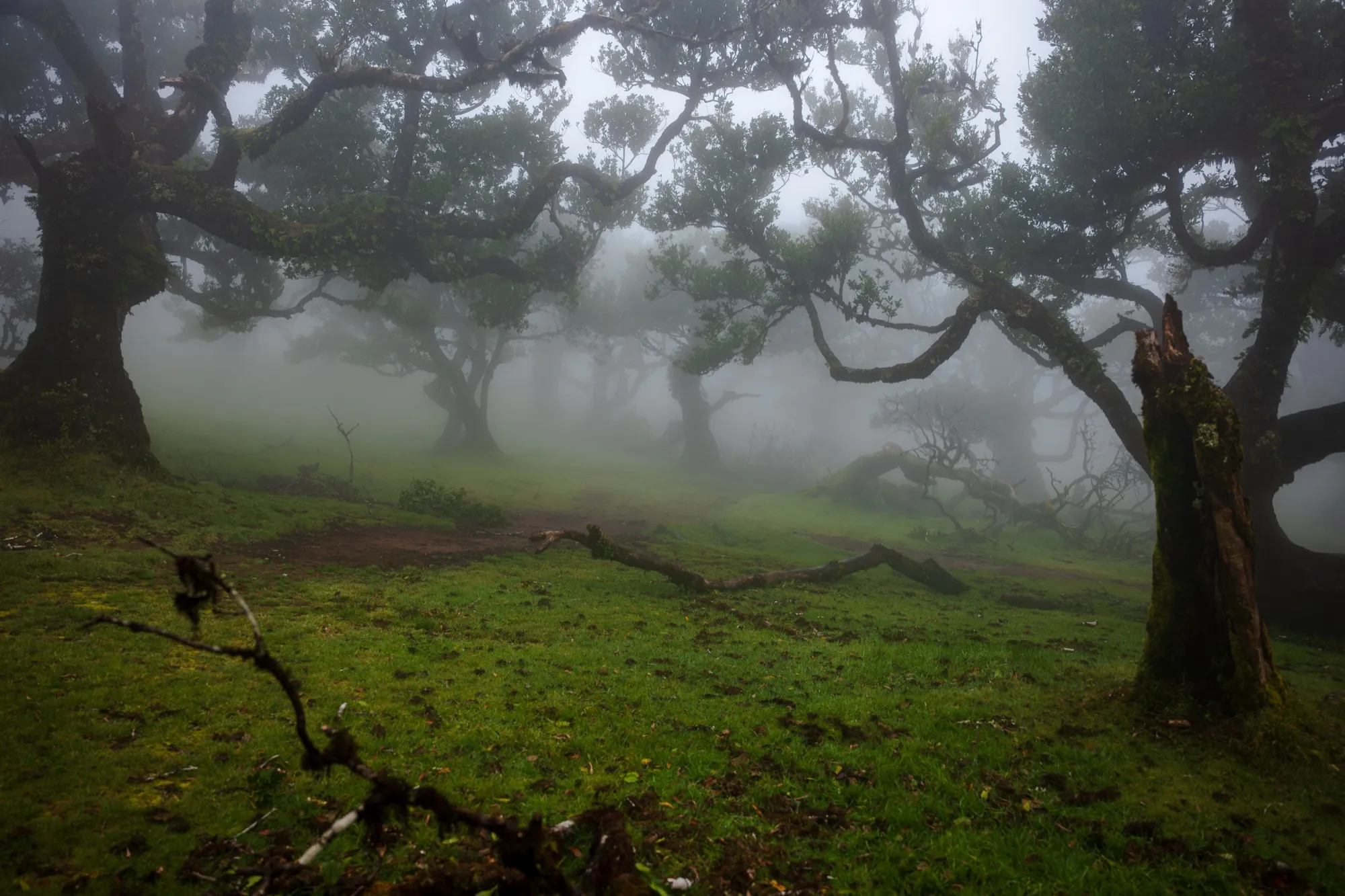 Aerial photograph — Madeira — Earthly