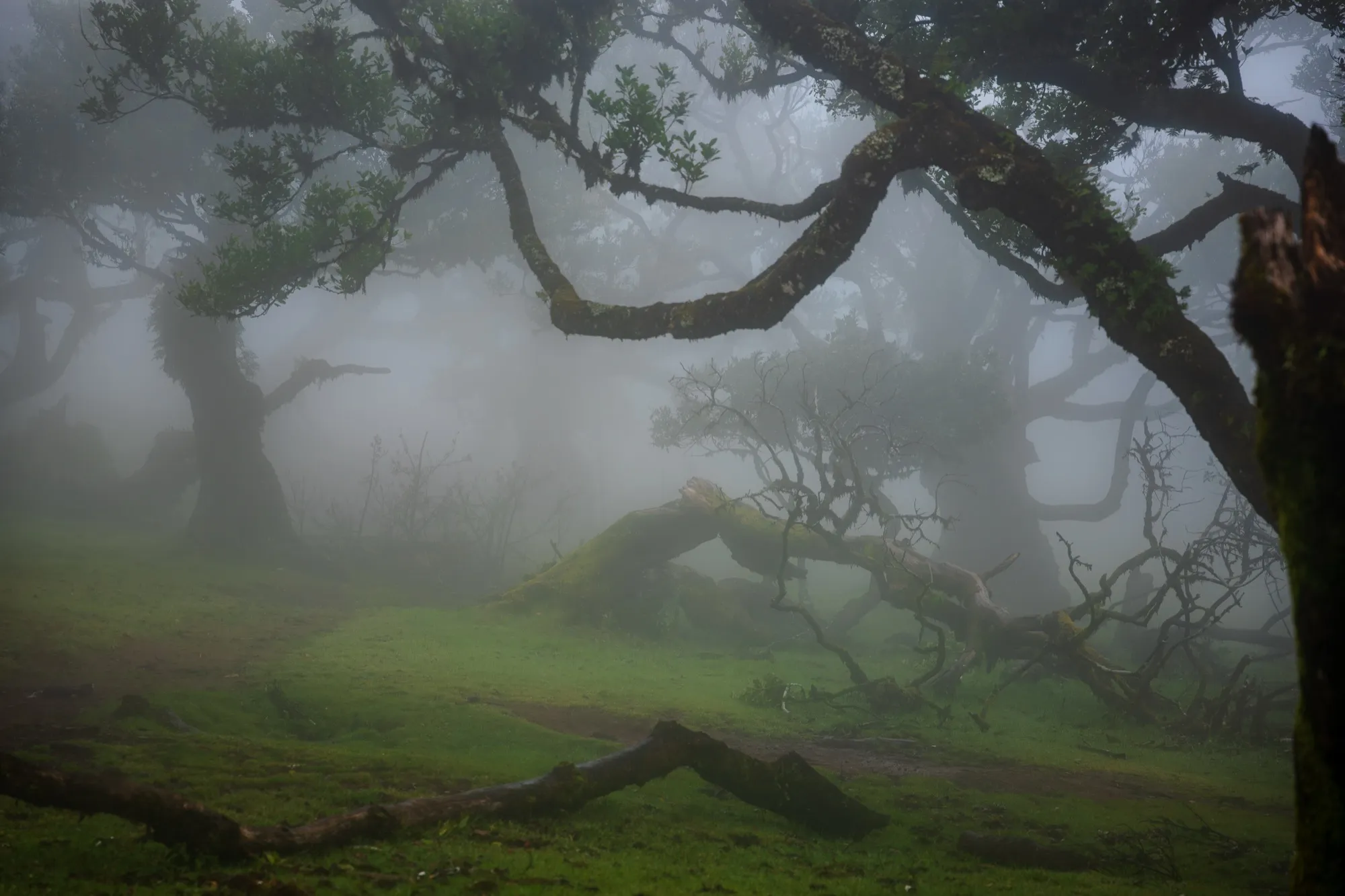 Aerial photograph — Madeira — Earthly