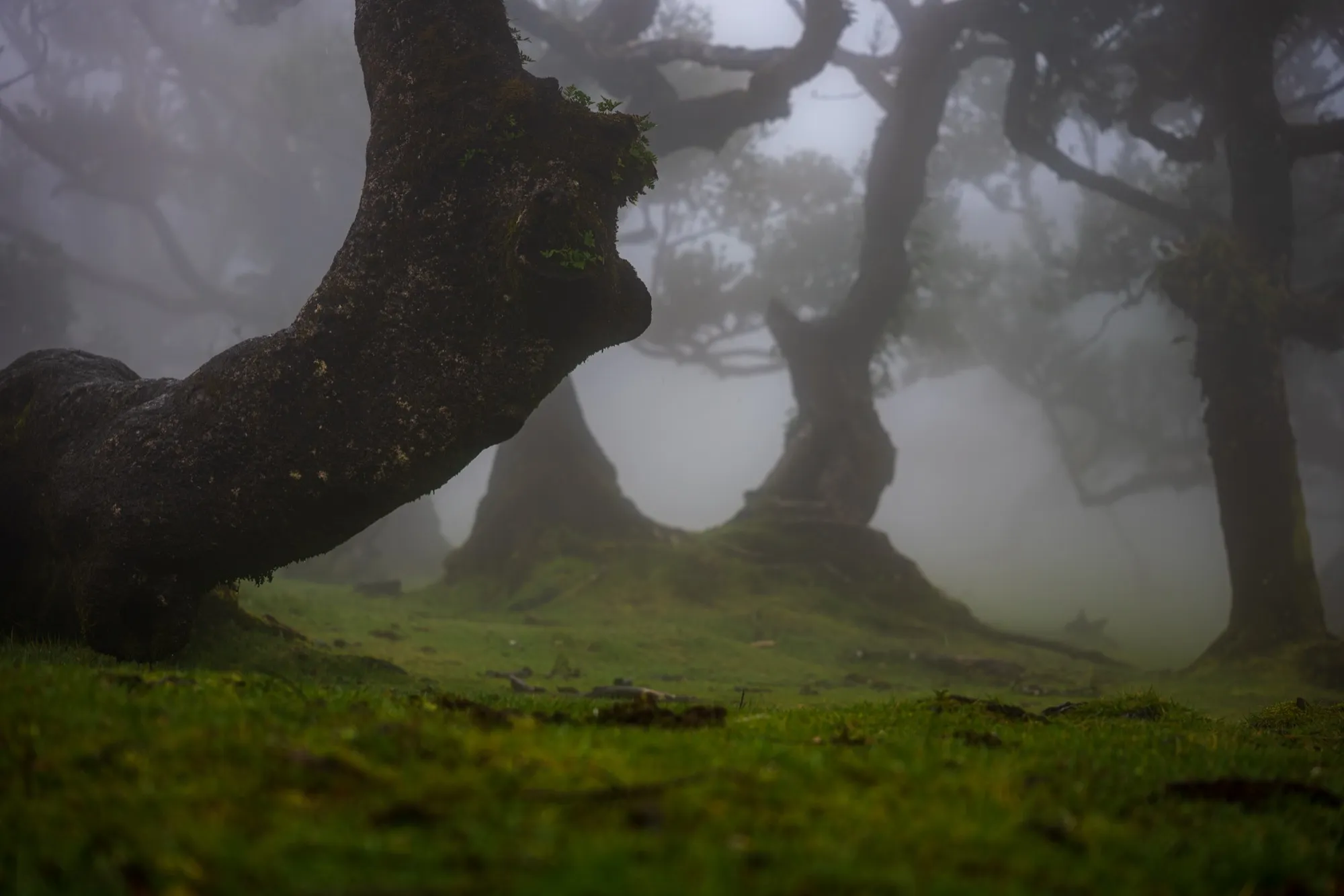 Aerial photograph — Madeira — Earthly
