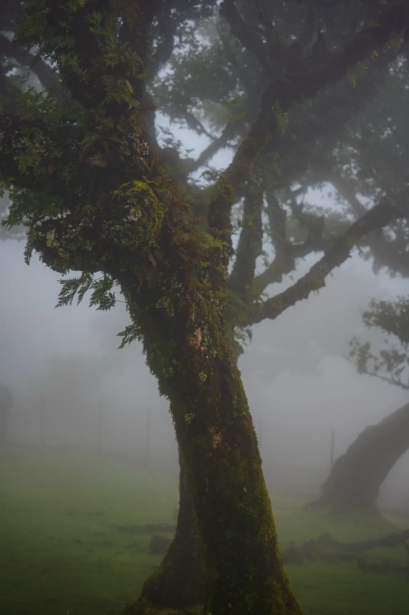 Aerial photograph — Madeira — Earthly
