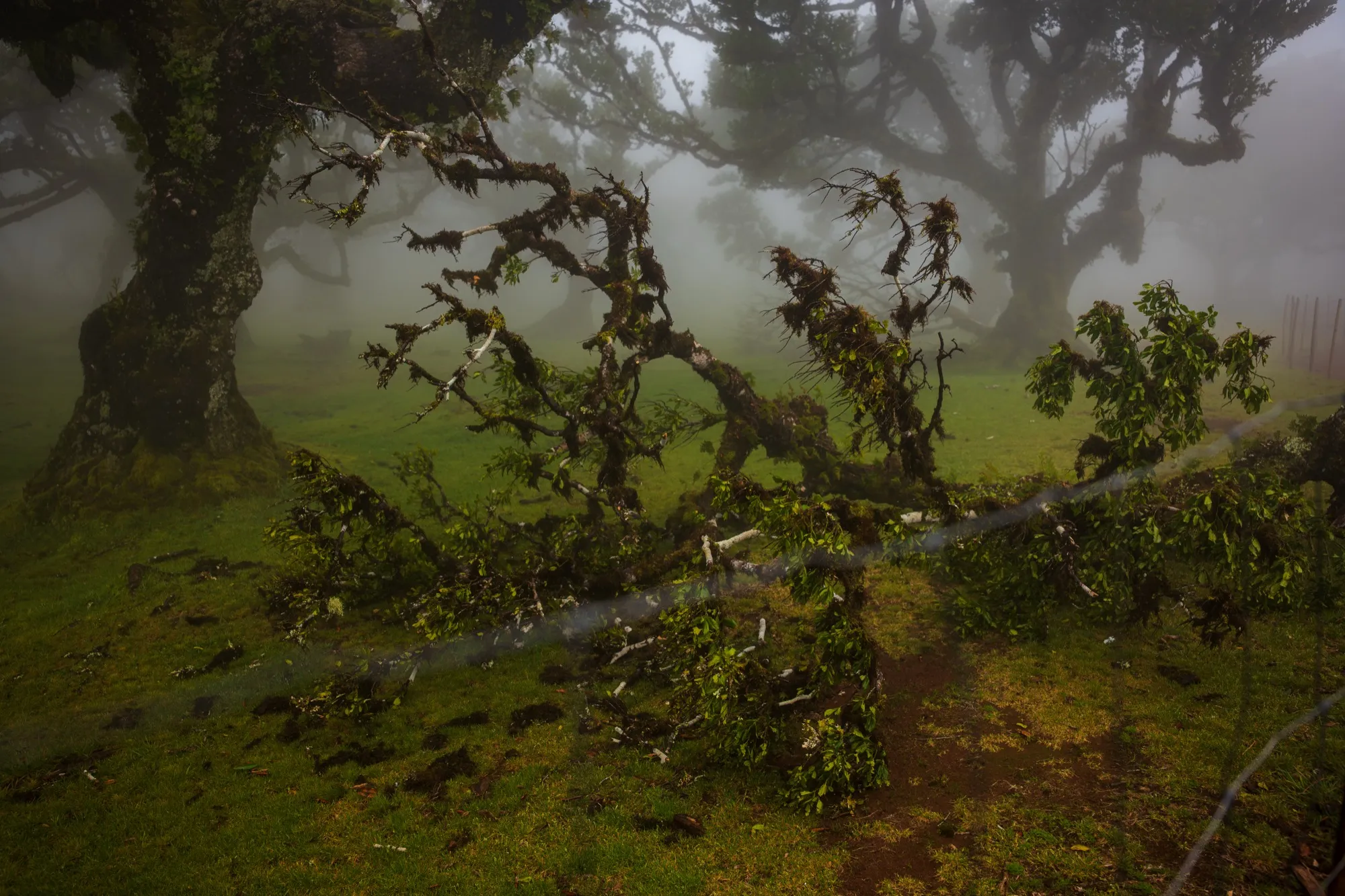 Aerial photograph — Madeira — Earthly