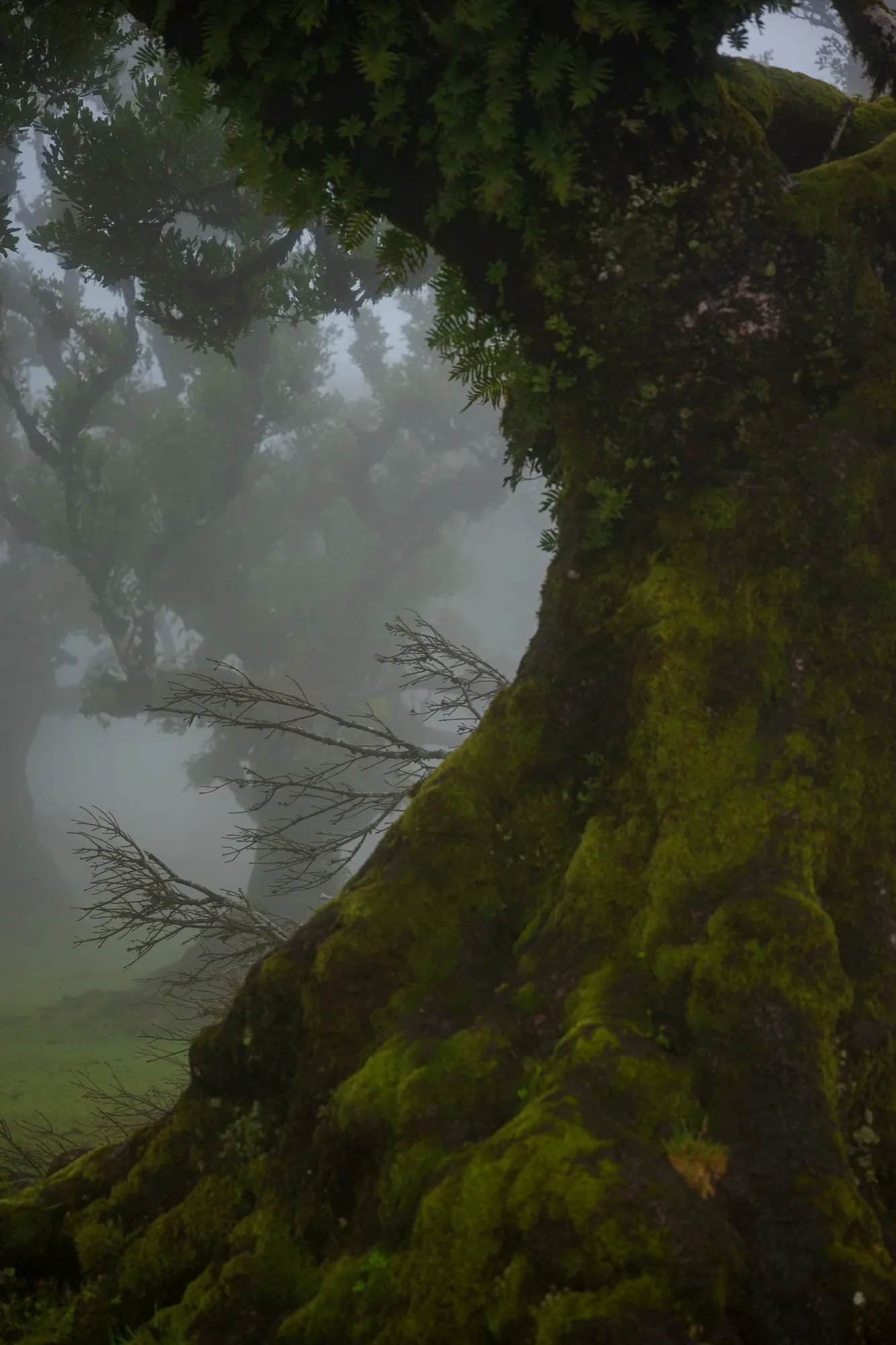 Aerial photograph — Madeira — Earthly