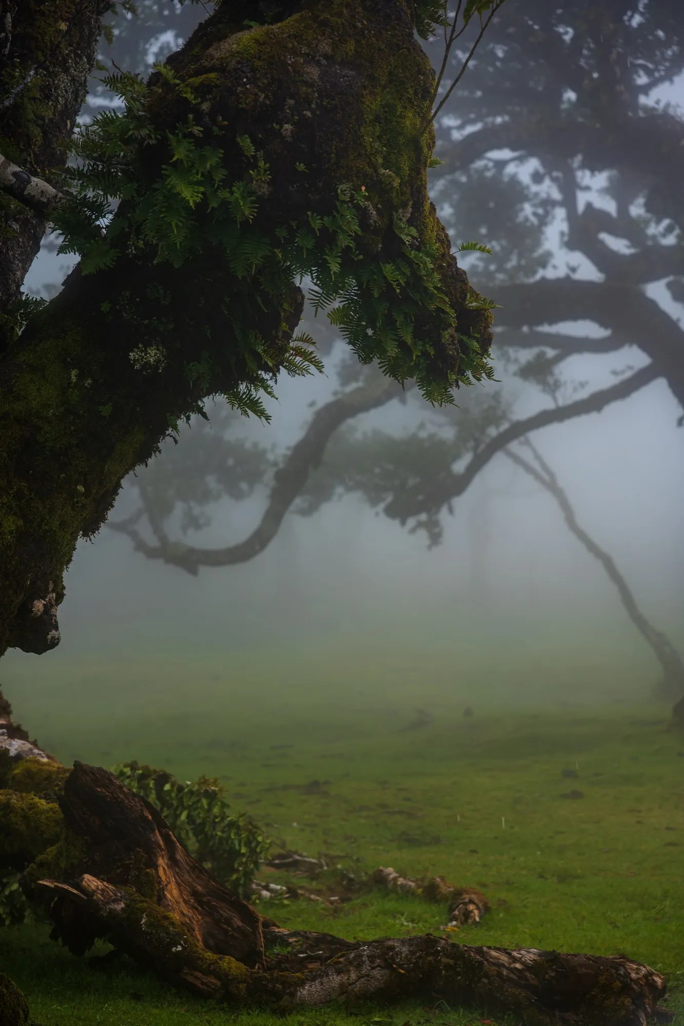 Aerial photograph — Madeira — Earthly