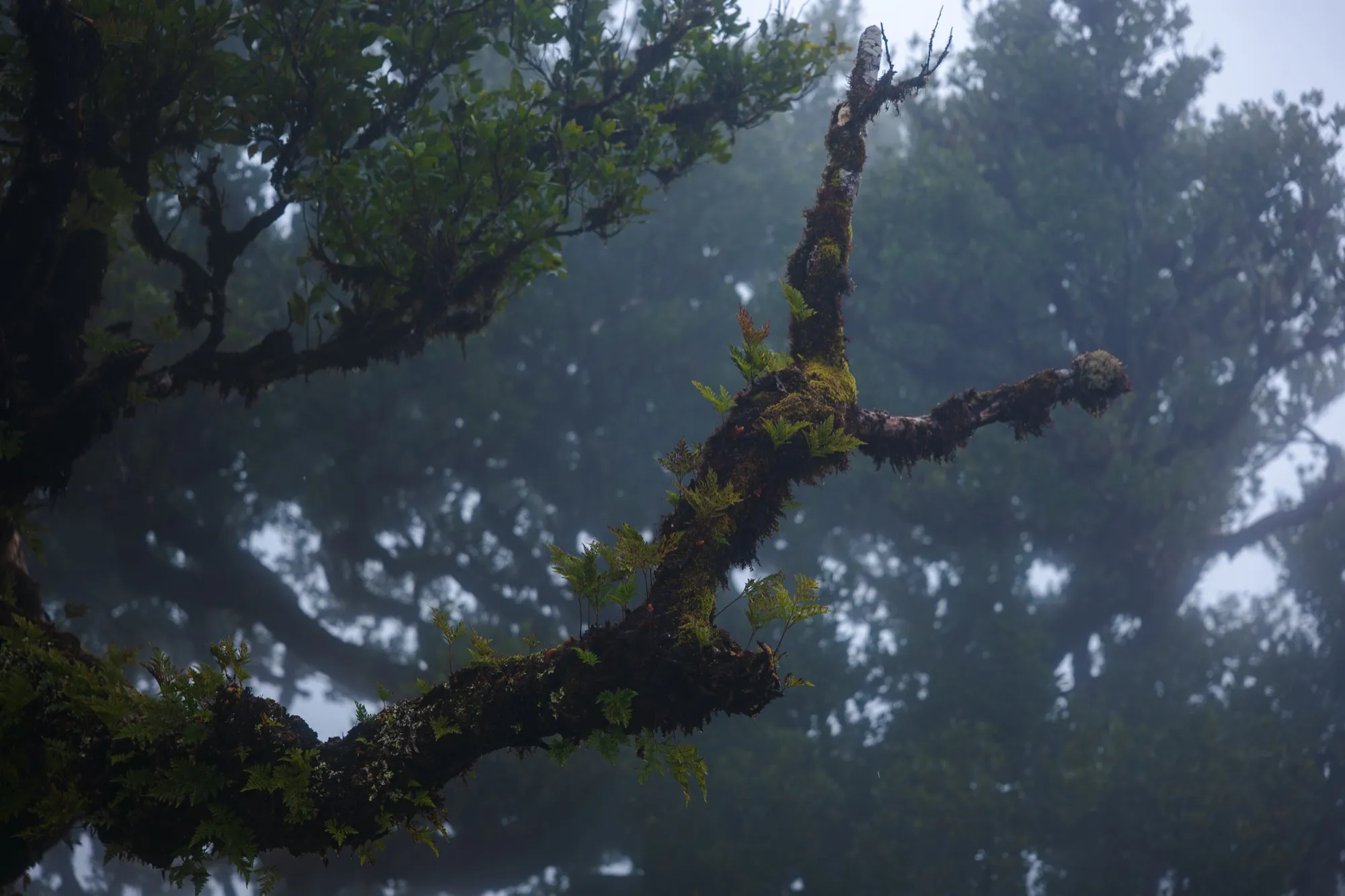 Aerial photograph — Madeira — Earthly