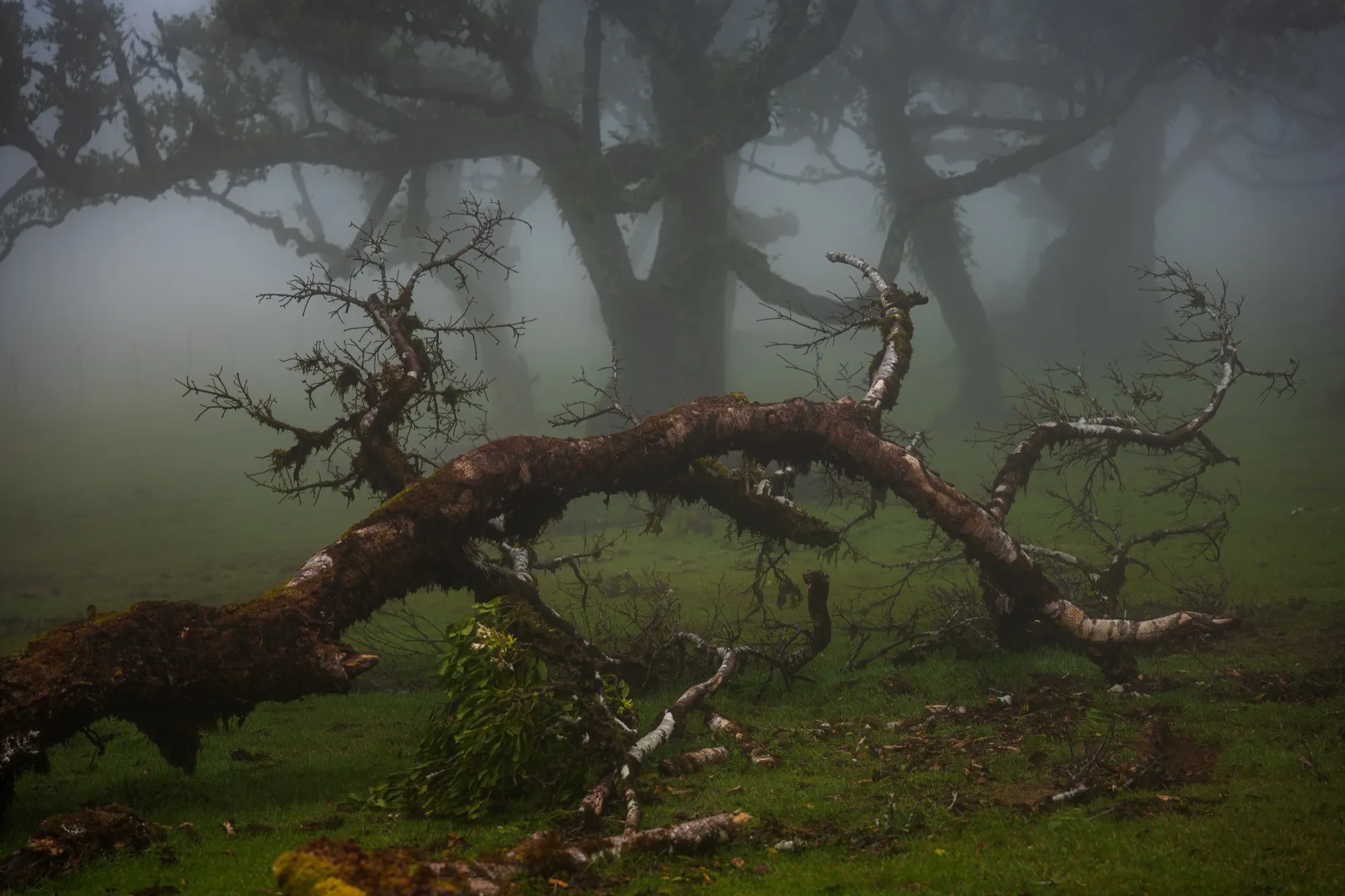 Aerial photograph — Madeira — Earthly