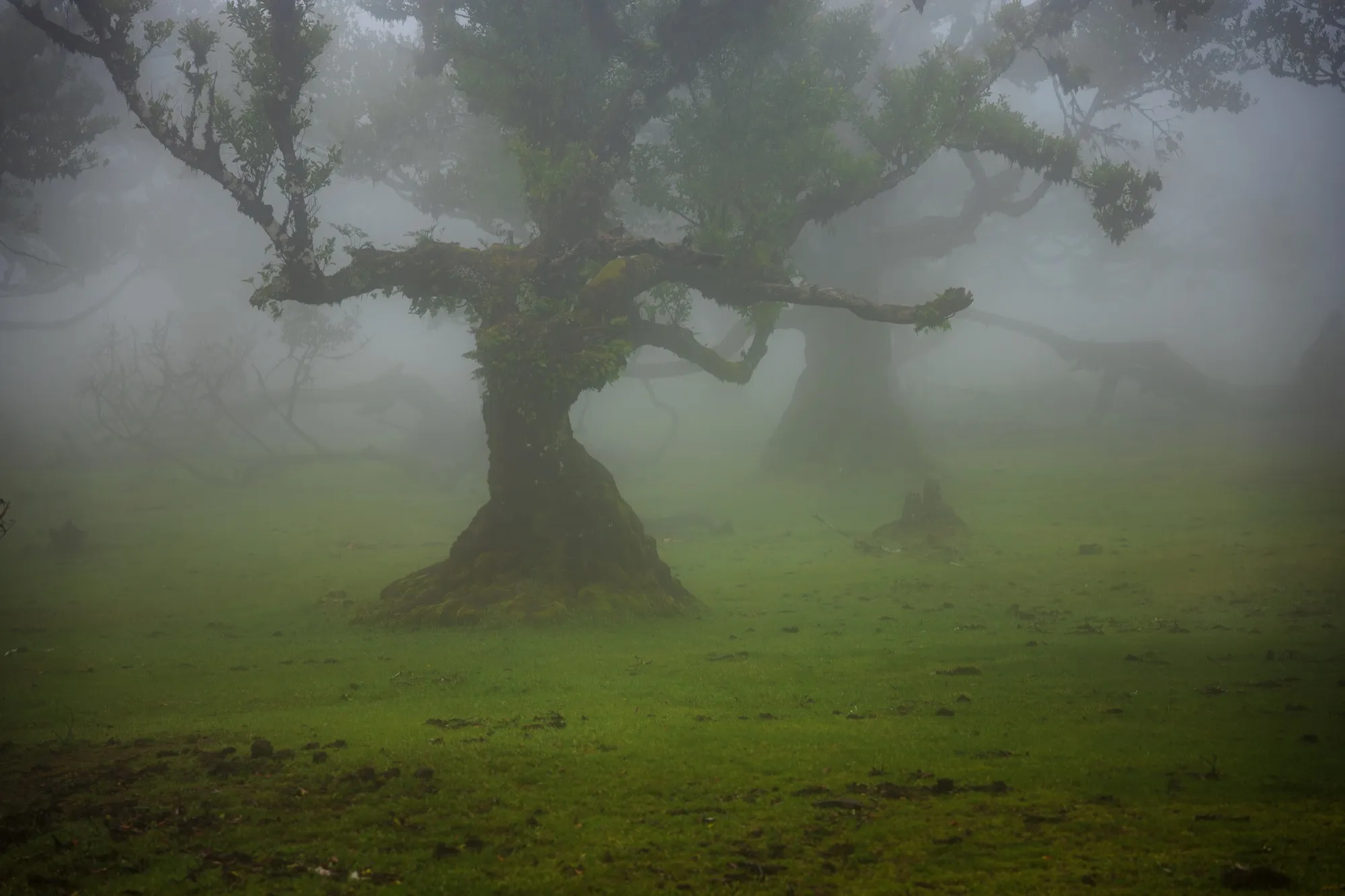 Aerial photograph — Madeira — Earthly